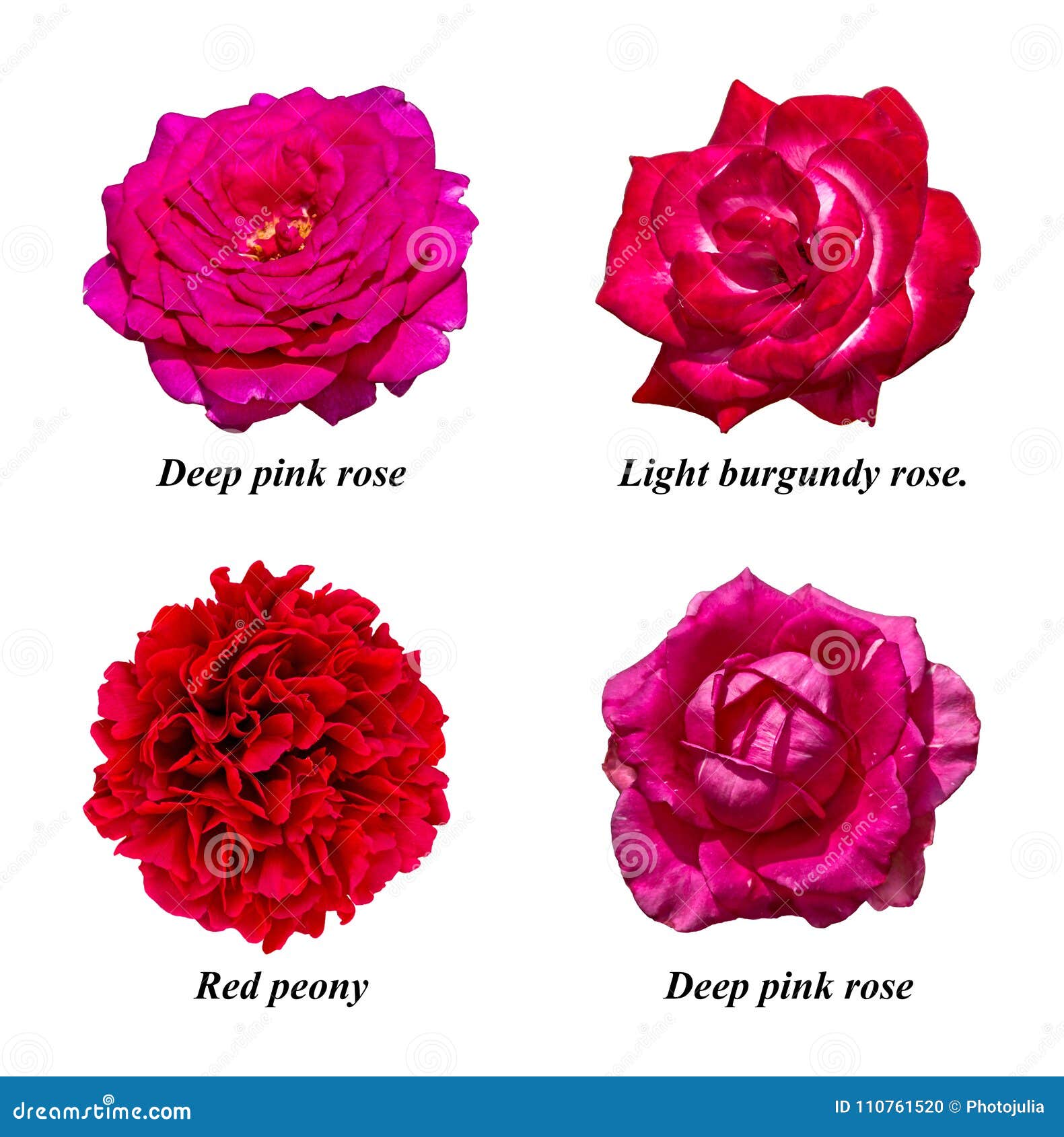 Sistema De Flores Aisladas: De Color Rosa Oscuro Subió, Borgoña Ligera Subió, R Foto de archivo - Imagen de fondo, resorte: 110761520 Sistema De Flores Aisladas: De Color Rosa Oscuro Subió, Borgoña Ligera Subió, R Foto de archivo - Imagen de fondo, resorte: 110761520