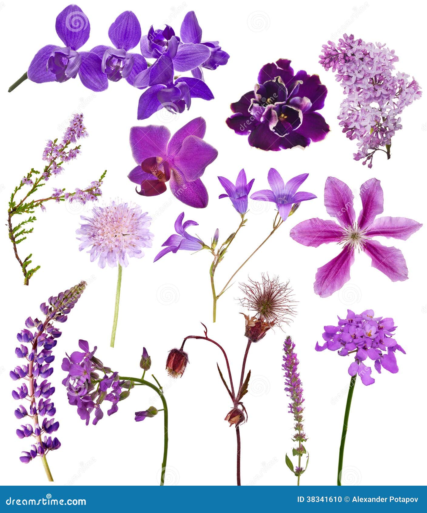 Sistema De Flores Del Color De La Lila En Blanco Foto de archivo - Imagen  de vibrante, conjunto: 38341610