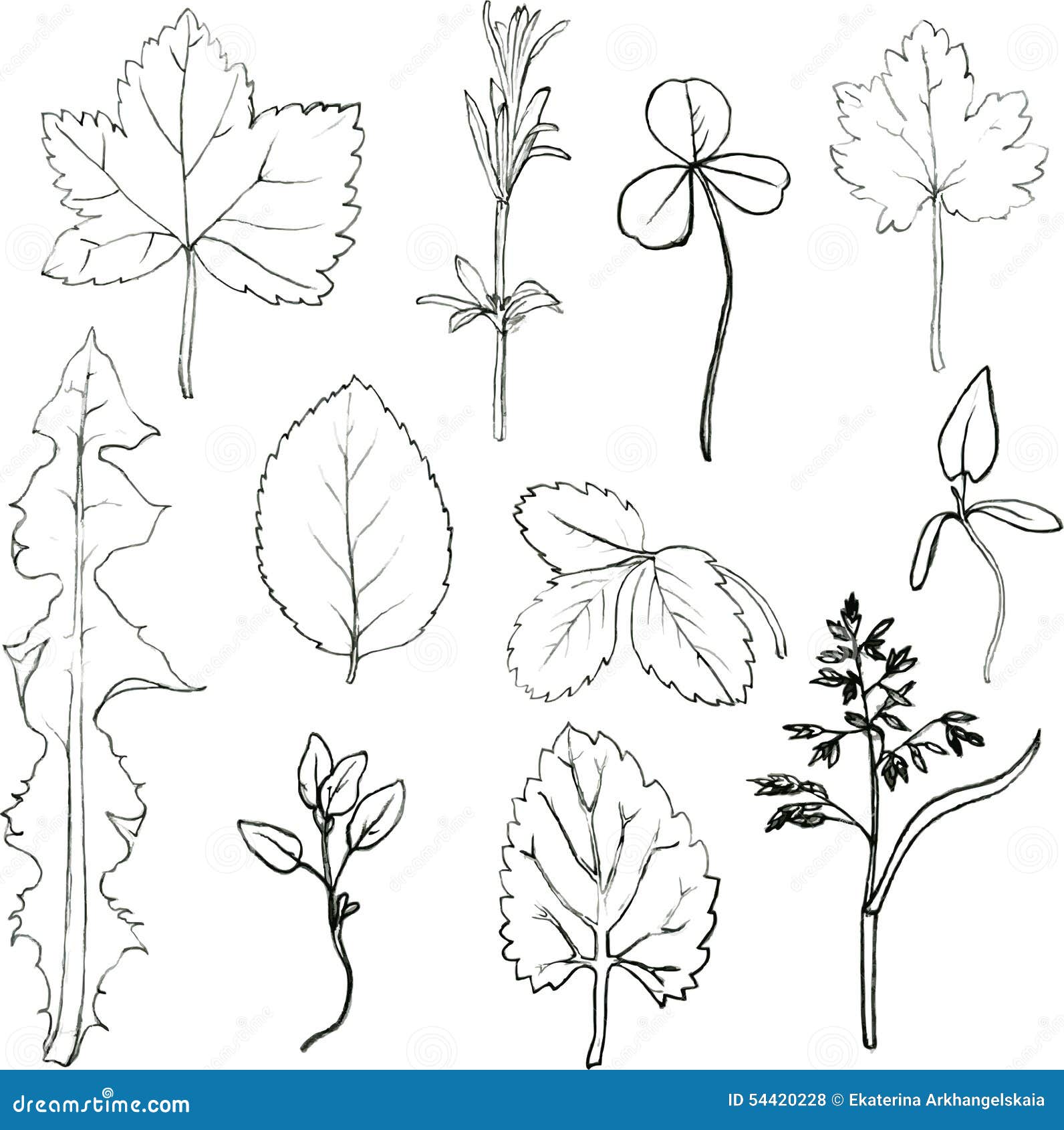 equivocado Decorativo Exceder Sistema De Hierbas Y De Hojas Del Dibujo De Lápiz Ilustración del Vector - Ilustración de prado, conjunto: 54420228 equivocado Decorativo Exceder Sistema De Hierbas Y De Hojas Del Dibujo De Lápiz Ilustración del Vector - Ilustración de prado, conjunto: 54420228