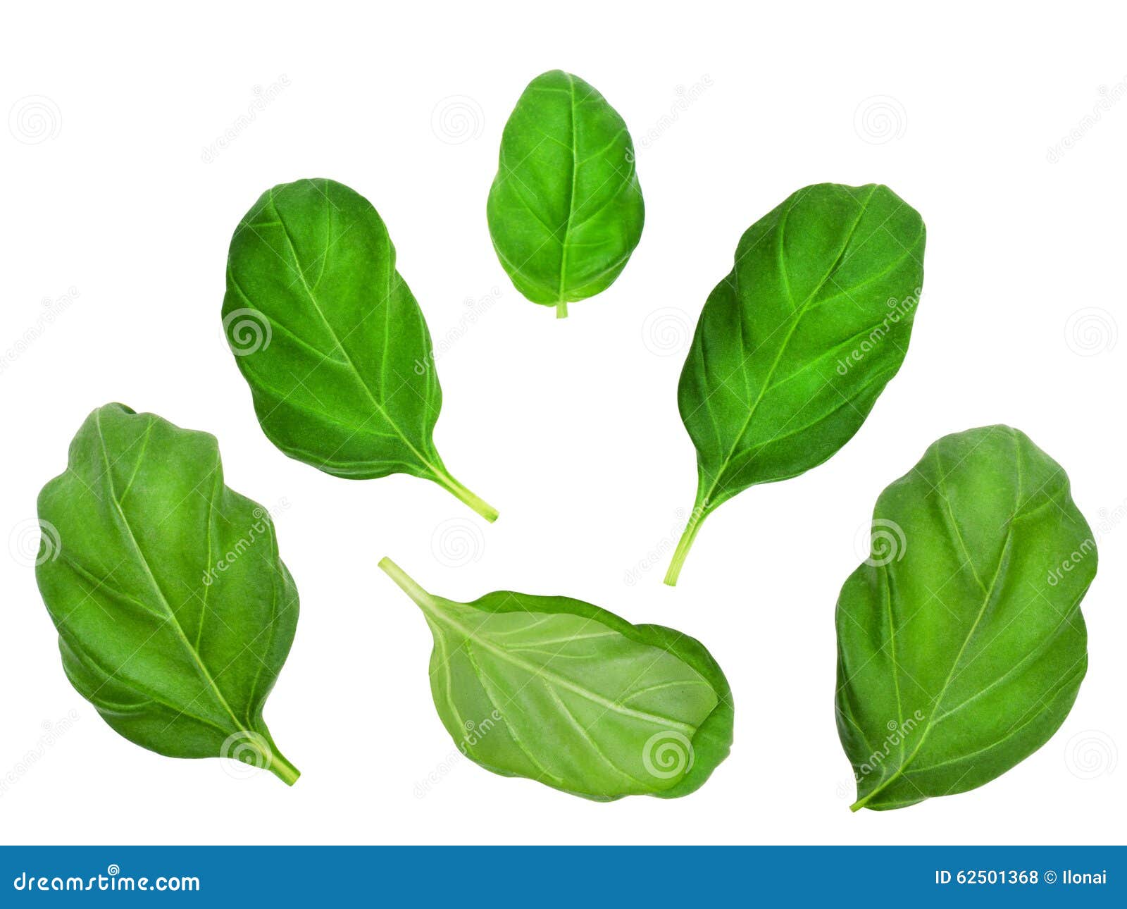 Sistema De Hojas De La Albahaca Foto de archivo Imagen de grupo