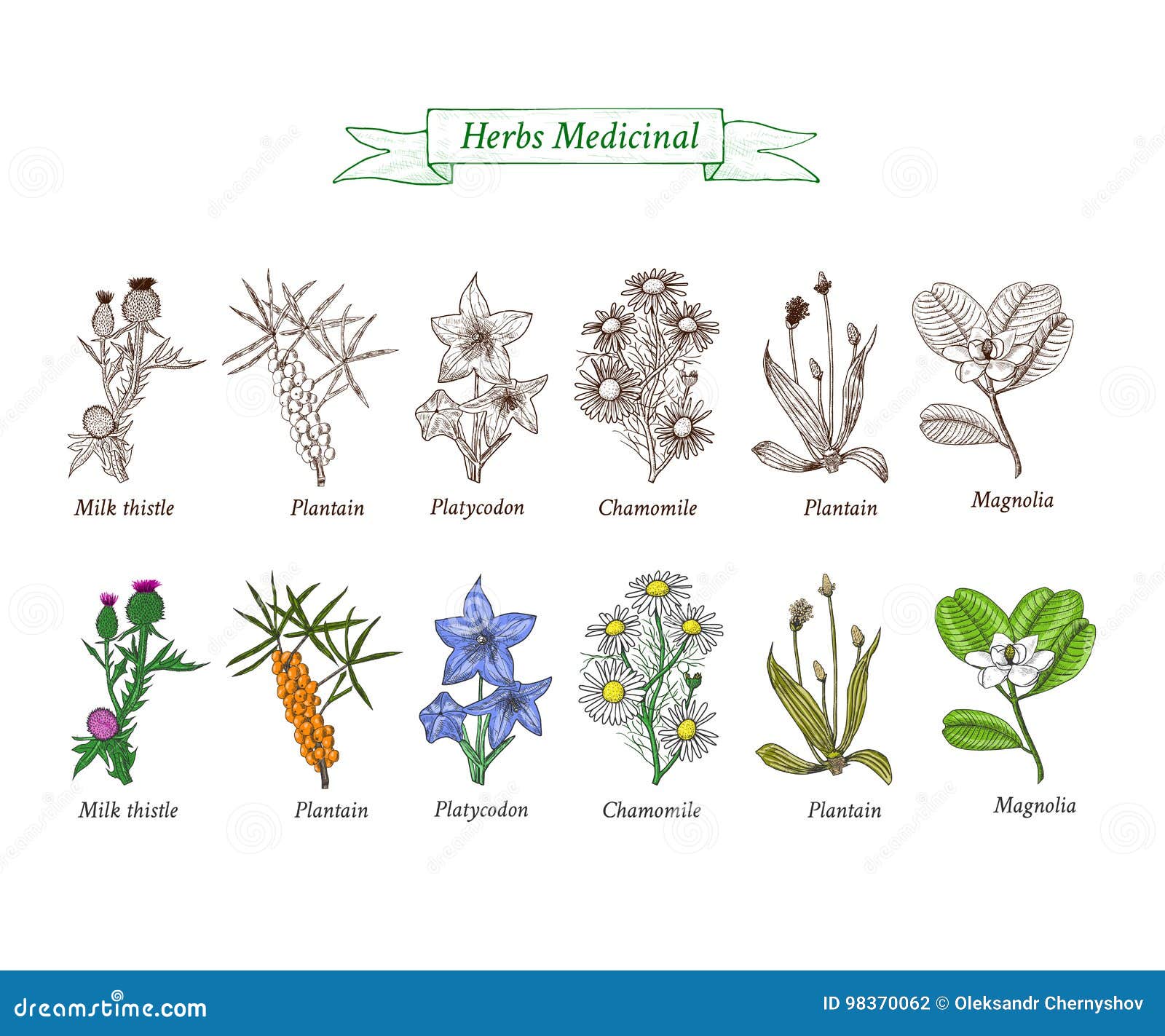especificar Asia letra Sistema De Las Hierbas Medicinales, Flores Stock de ilustración -  Ilustración de venenoso, llantén: 98370062