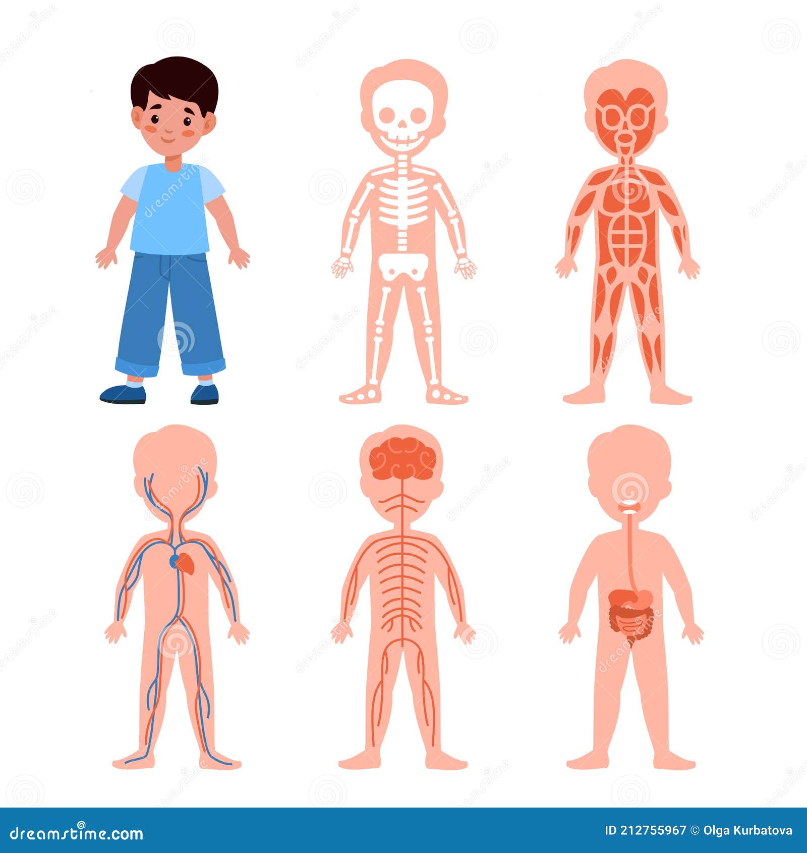 Sistema Del Corpo. L'anatomia Dei Bambini Poster Programmi Di