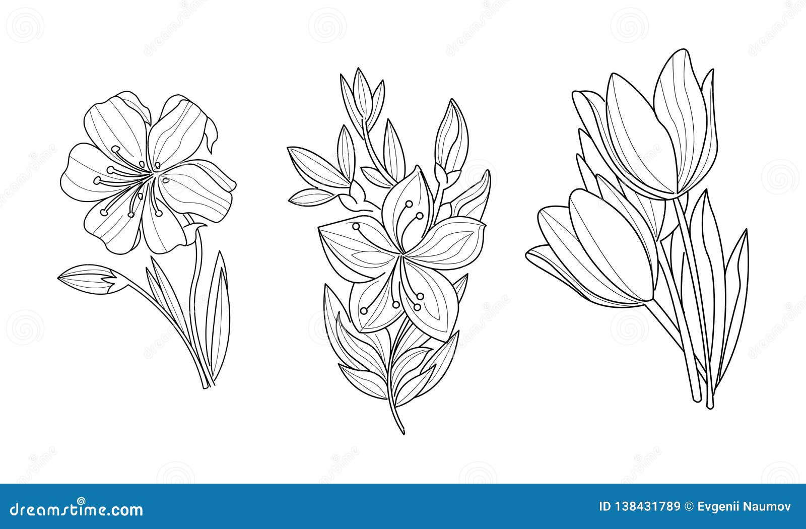 Sistema Del Vector De 3 Flores Ornamentales Incompletas O Tema Botánico  Ilustraciones Drenadas Mano Ilustración del Vector - Ilustración de modelo,  arte: 138431789