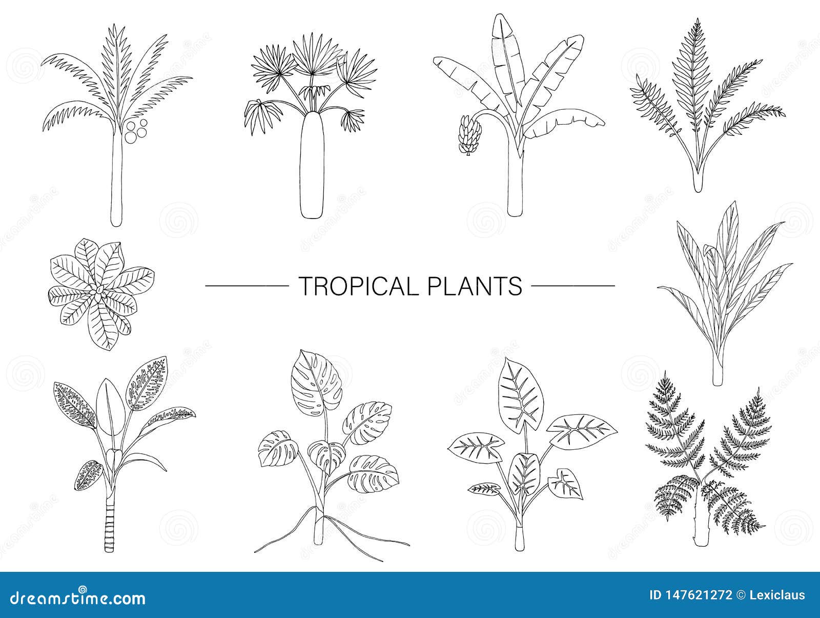 Sistema Del Vector De Plantas Tropicales Dibujo Lineal Del Follaje De La Selva Palmera Exhausta De La Mano, Plátano, Monstera, Di Ilustración del Vector - Ilustración de acortar, mano: 147621272 Sistema Del Vector De Plantas Tropicales Dibujo Lineal Del Follaje De La Selva Palmera Exhausta De La Mano, Plátano, Monstera, Di Ilustración del Vector - Ilustración de acortar, mano: 147621272