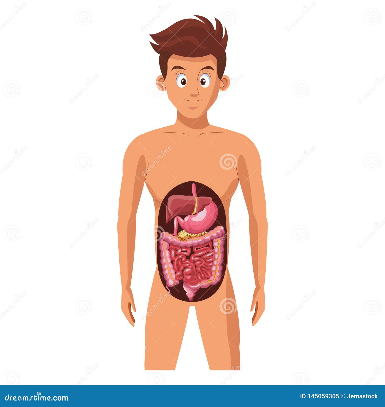 Sistema digestivo do homem ilustração do vetor. Ilustração de abdômen -  145059305, image size:1600x1690