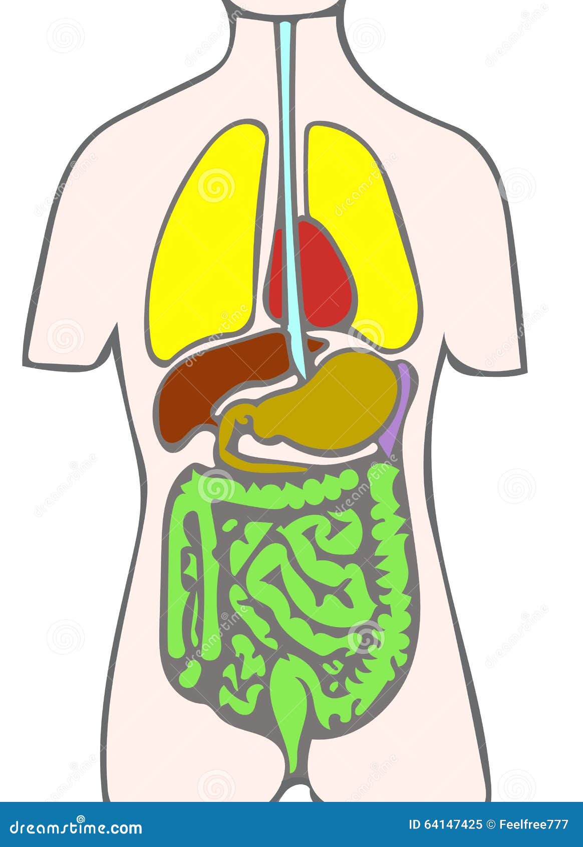 Sistema digestivo humano stock de ilustración. Ilustración de promociones -  64147425