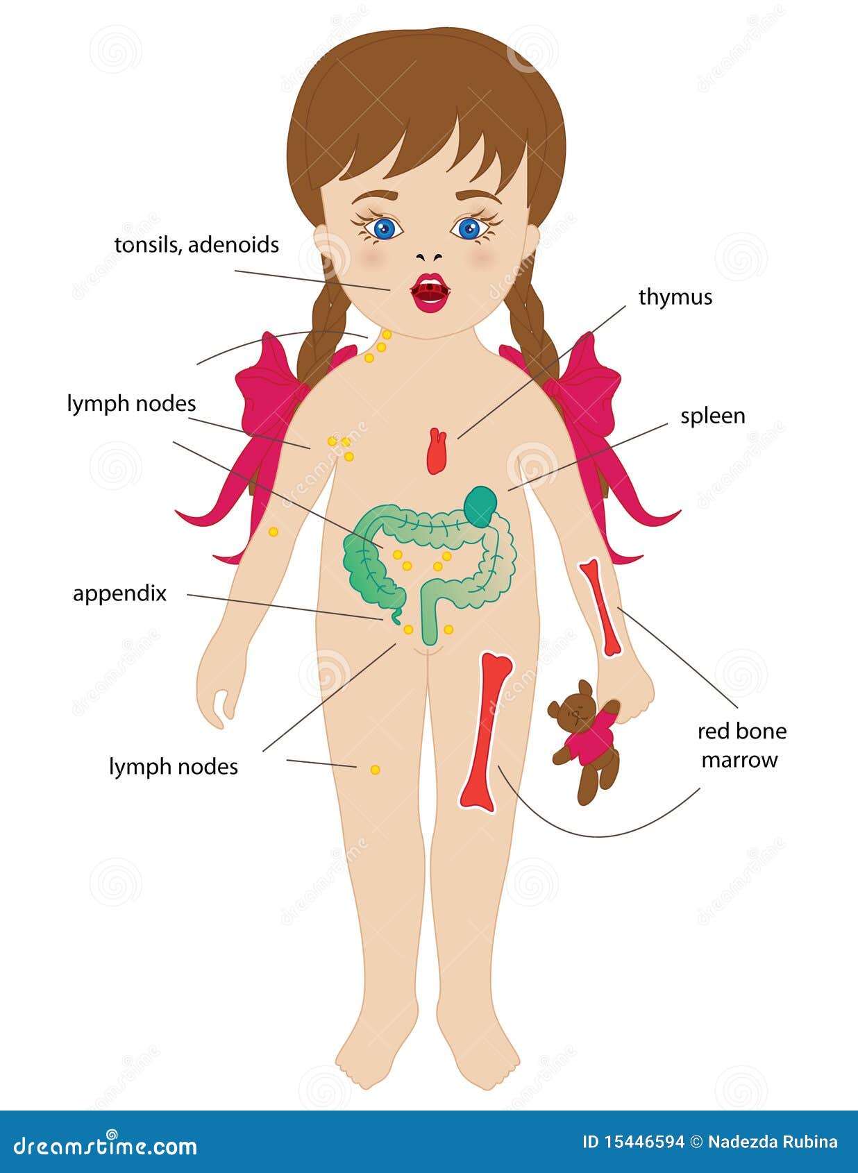 Sistema inmune ilustración del vector. Ilustración de medicina - 15446594