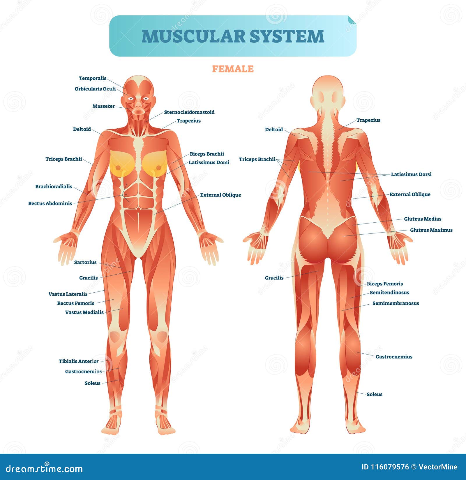 Tavola illustrativa Per Imparare i Muscoli del Corpo Umano ® Editorial GEU