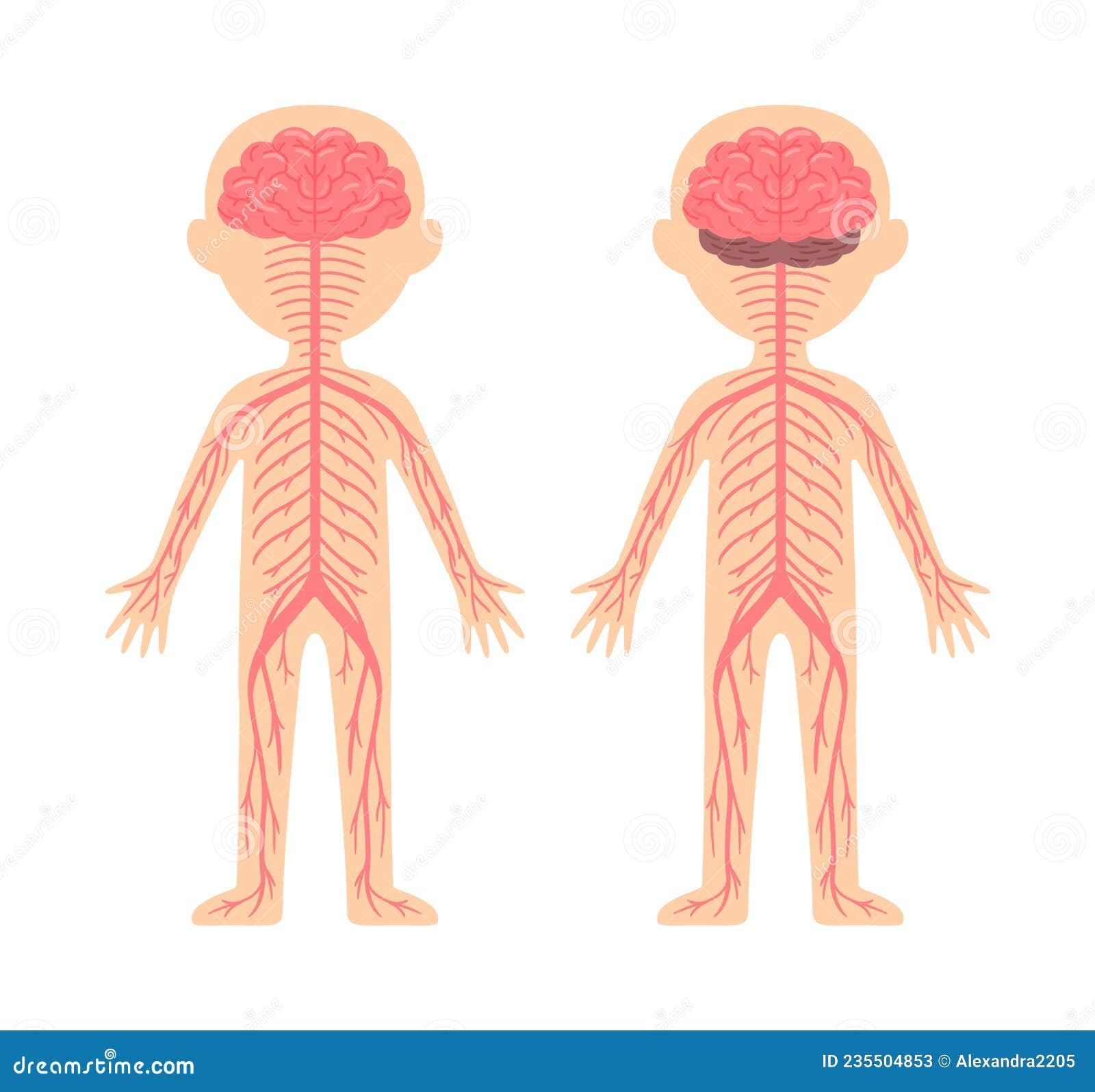 Sistema Nervioso Humano. Diagrama De Plantillas Para La Lección De Anatomía  Y Biología. Vista Frontal Y Posterior. Educación De Lo Ilustración del  Vector - Ilustración de lindo, blanco: 235504853