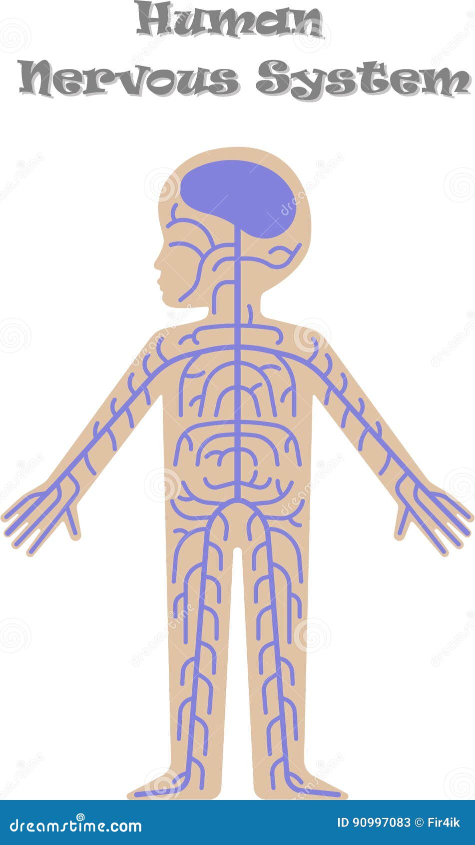 Sistema Nervioso Humano Para Los Niños Ilustración del Vector - Ilustración  de modelo, cabrito: 90997083