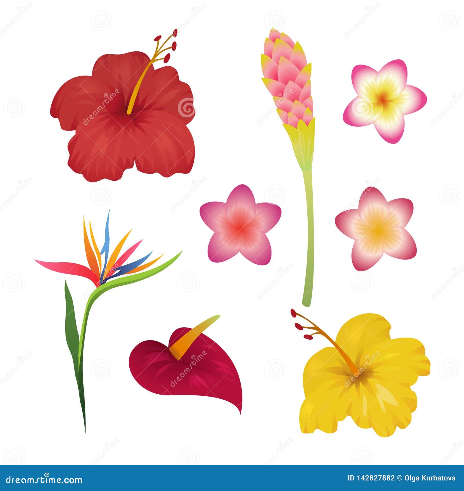 Sistema Tropical De La Flor Impresión Tropical De La Moda De Las Flores  Fondo Del Caribe Del Jardín De La Planta De Bali Indonesi Ilustración del  Vector - Ilustración de aislado, manera:
