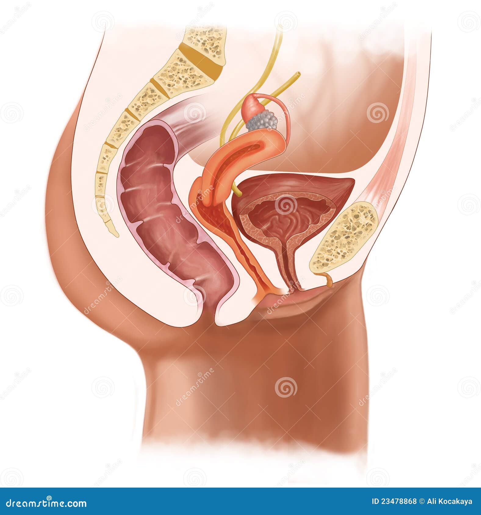 Sistema urinario femenino stock de ilustración. Ilustración de labia -  23478868