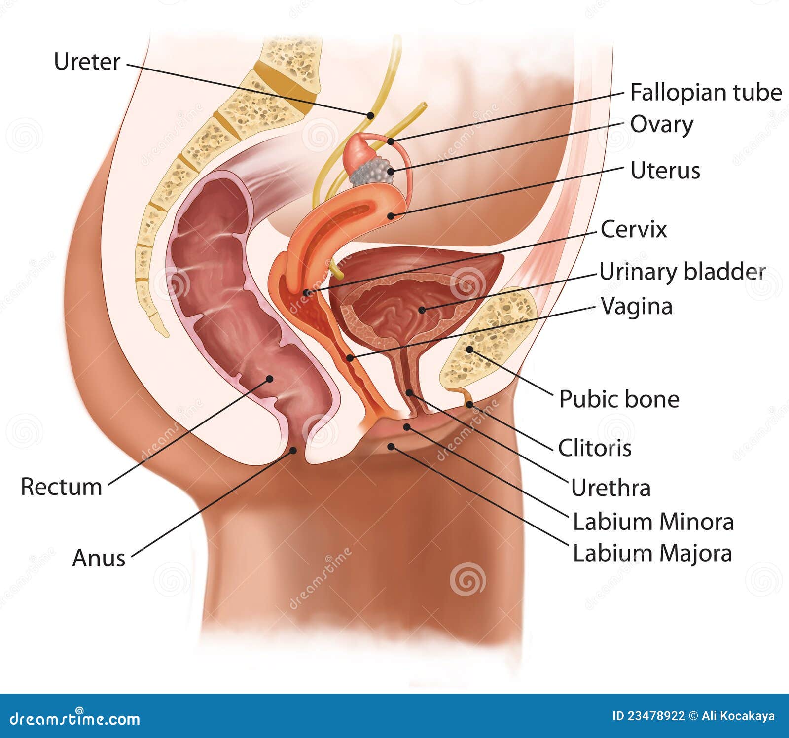 Sistema urinario femenino stock de ilustración. Ilustración de uretra -  23478922