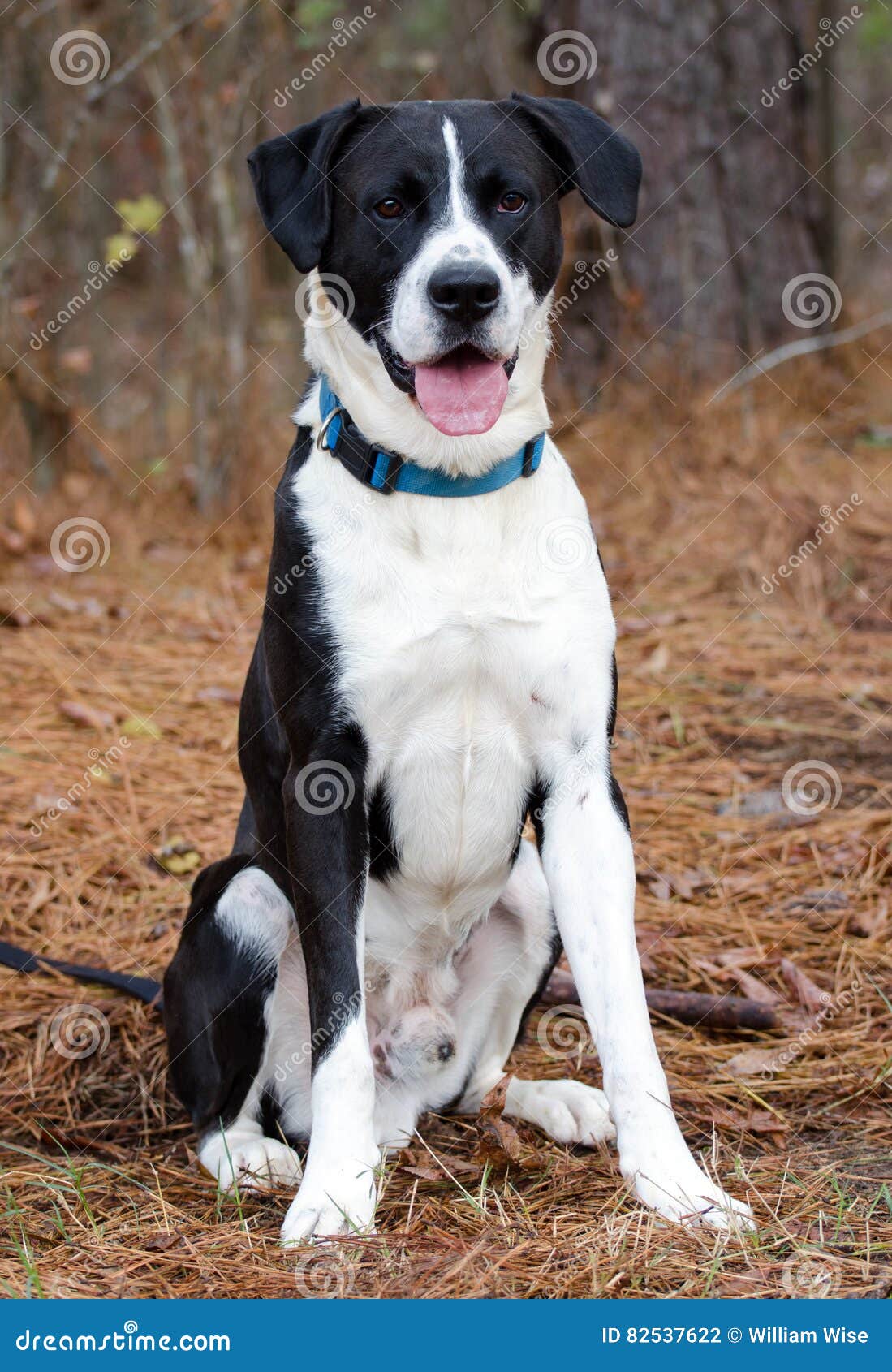 Dark And White Doggie