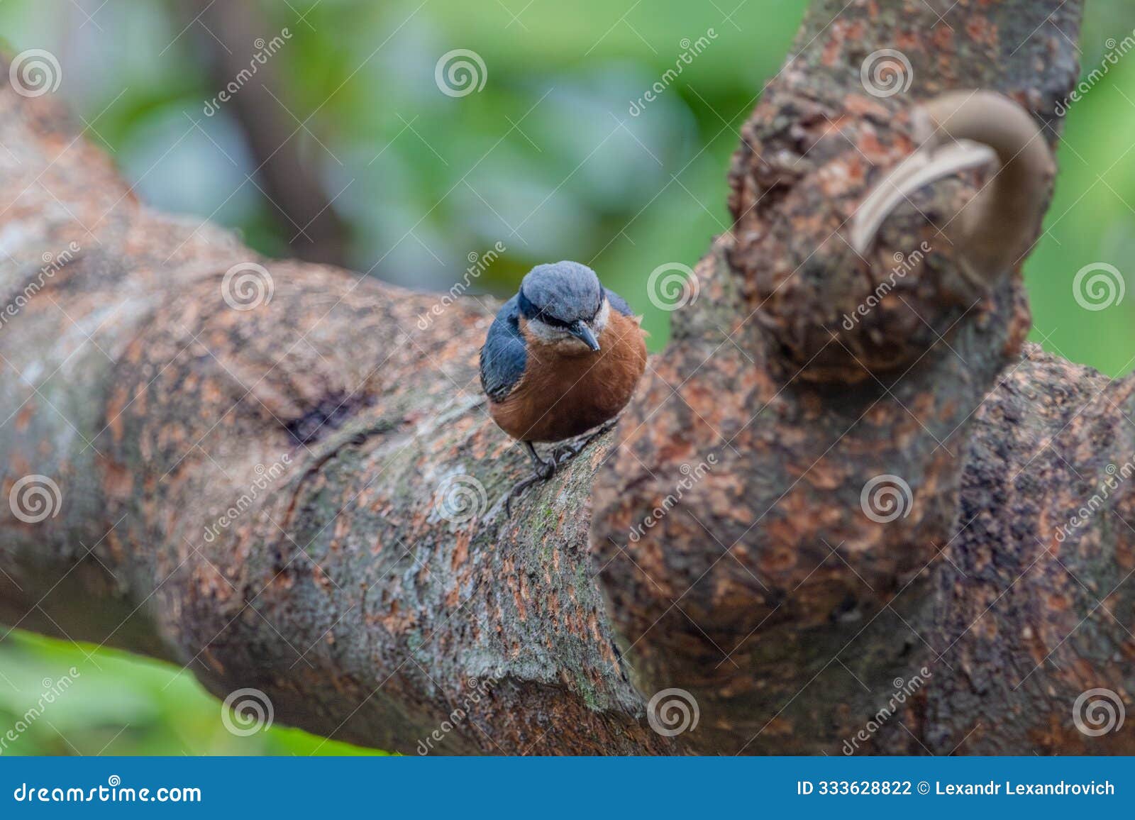 sitta cinnamoventris bird sitting on the tree at gayabari village