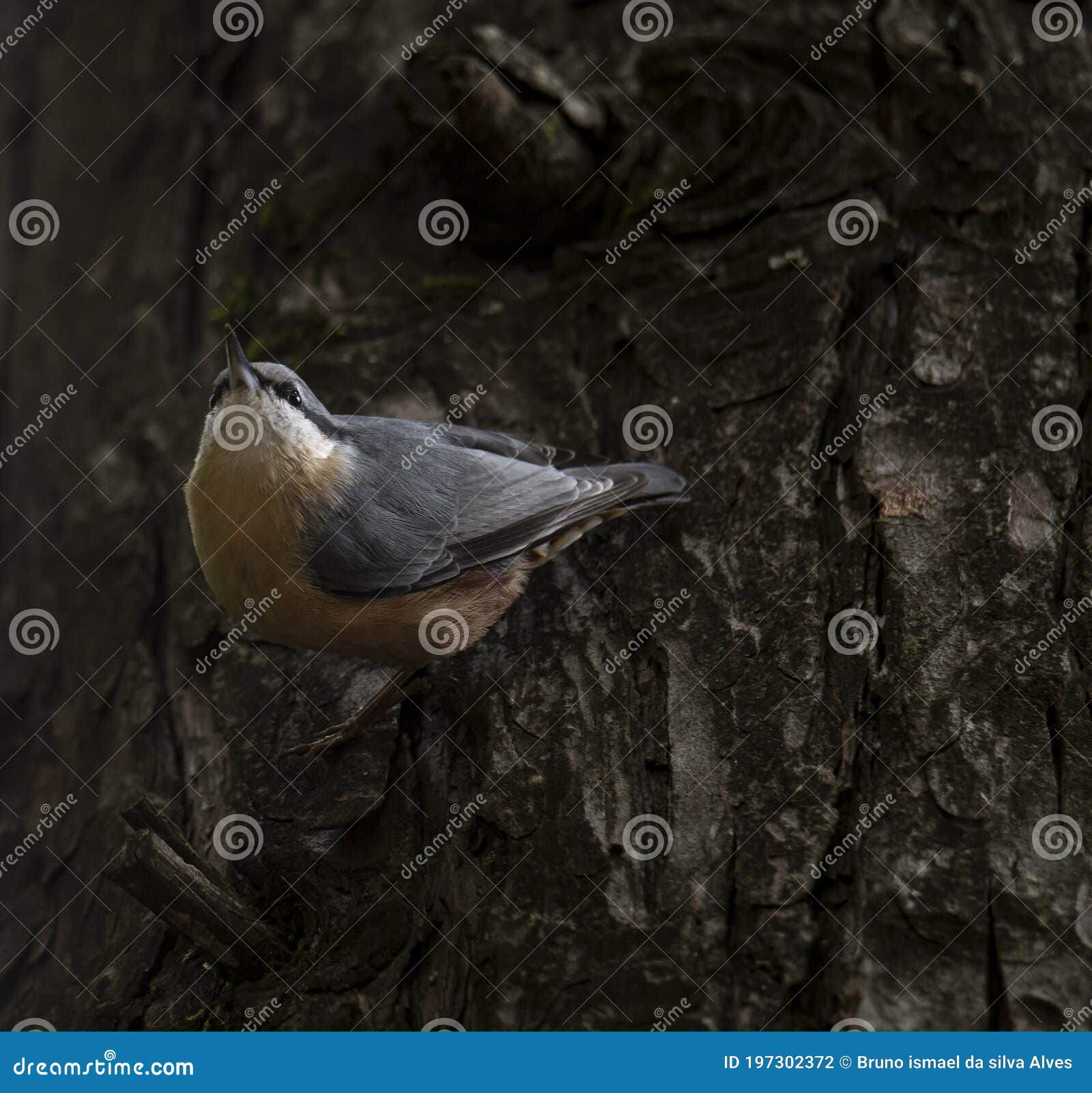 sitta europea `trepadeira-azul` a little blue song bird in the natural park of `bom jesus` braga.