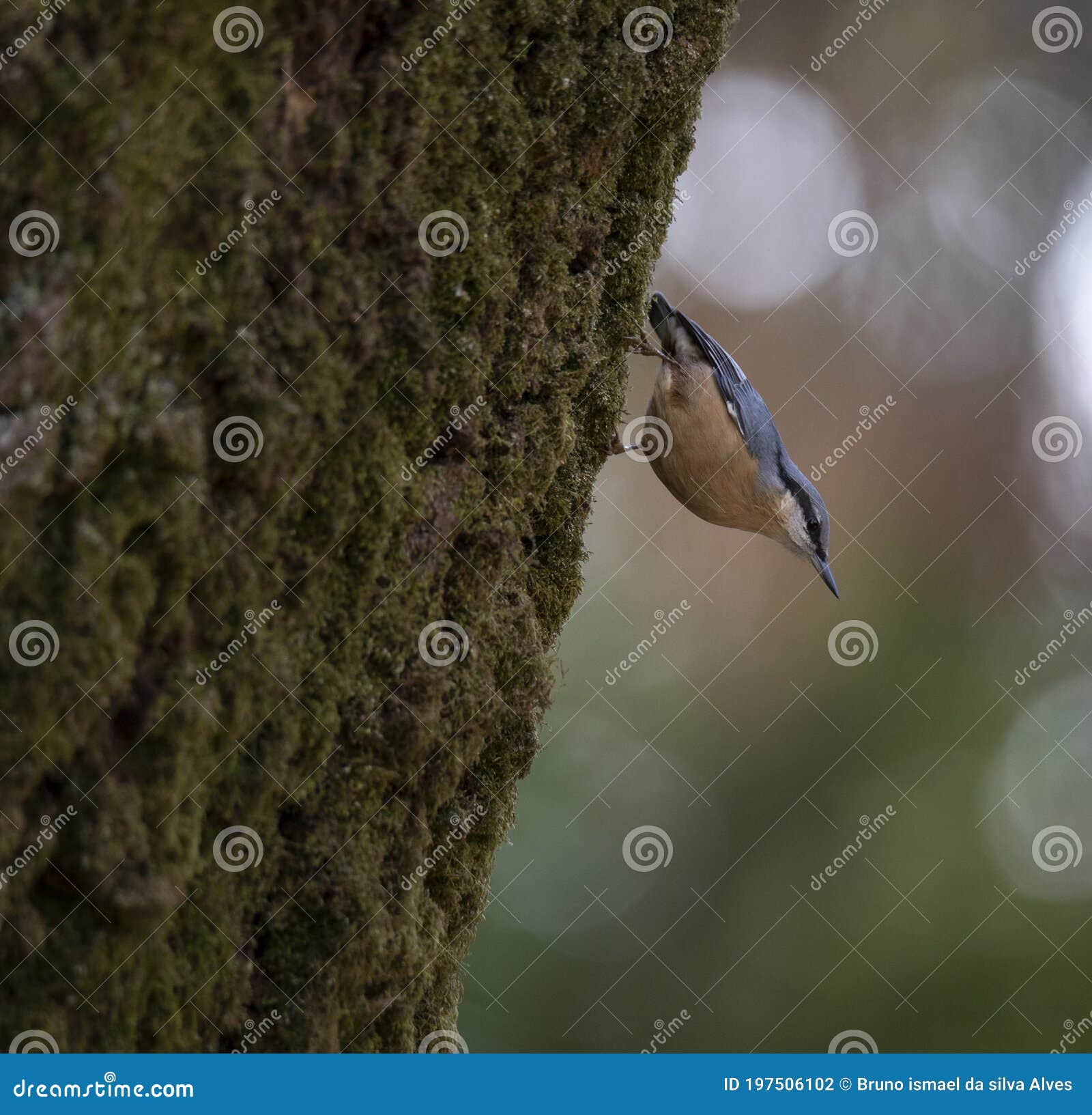 sitta europea `trepadeira-azul` a little blue song bird in the natural park of `bom jesus` braga.