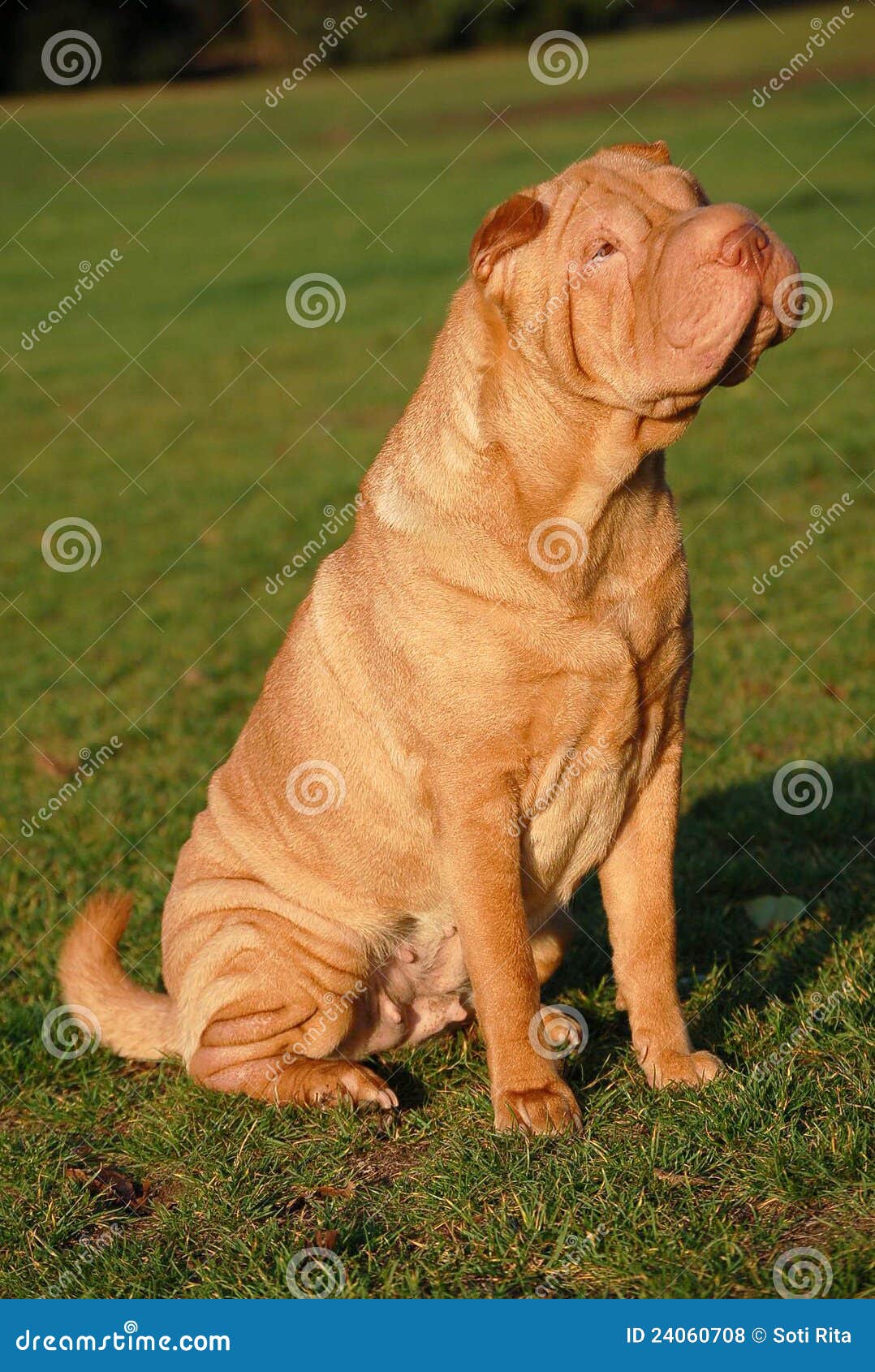 apricot dilute shar pei