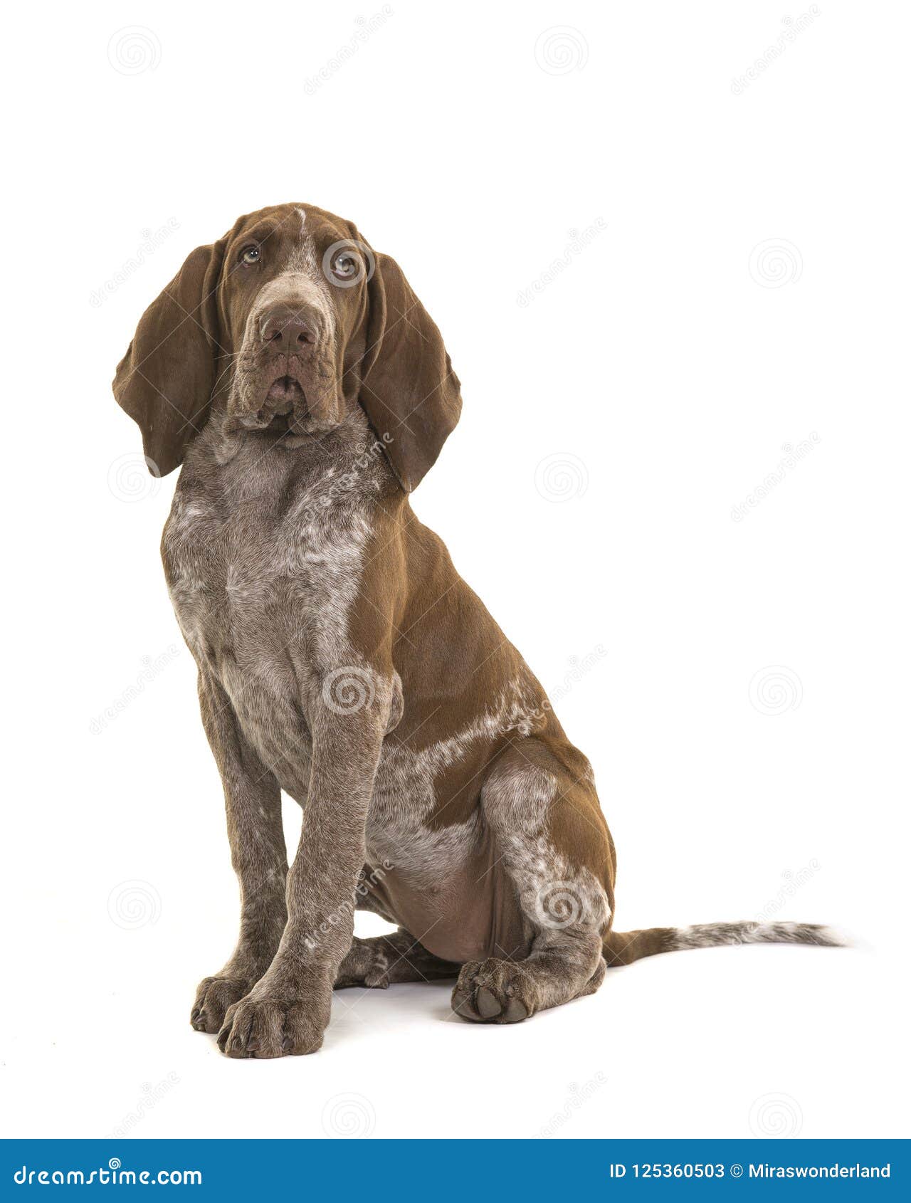 sitting bracco italiano puppy  on a white background