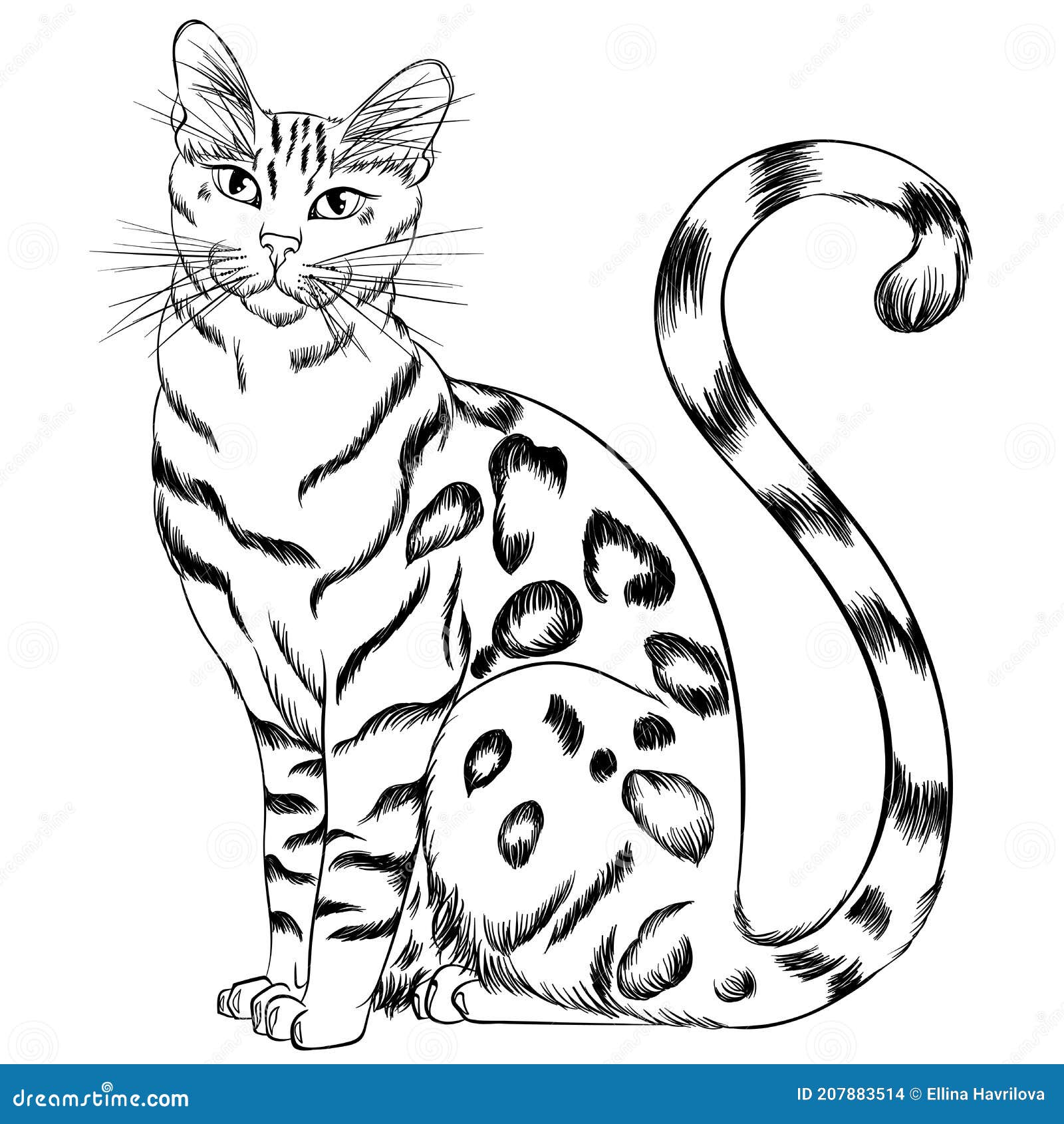 The Bengal Cat Coloring Page Vector Illustration