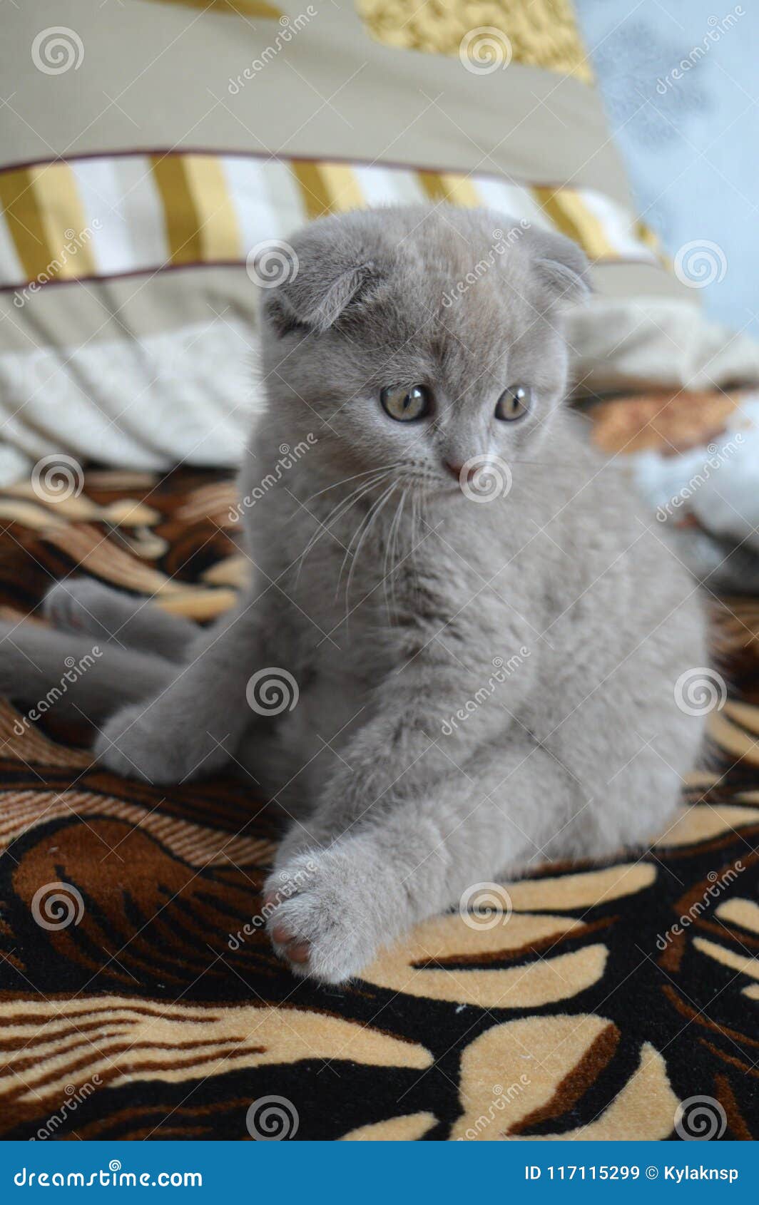 Sitting Cat, Purple Scottish Baby Stock Image - Image of miracle ...