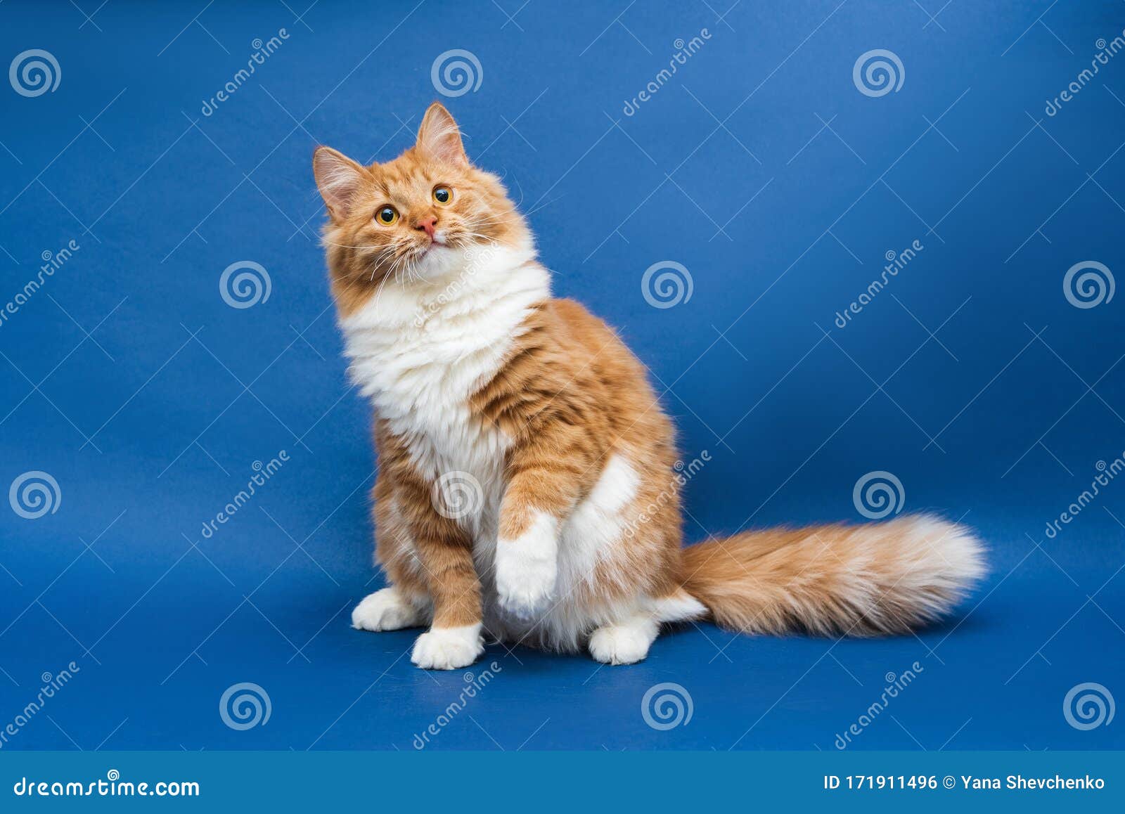 Sitting Cute White-orange Cat Looking Up and Lifting a Paw Up Stock ...