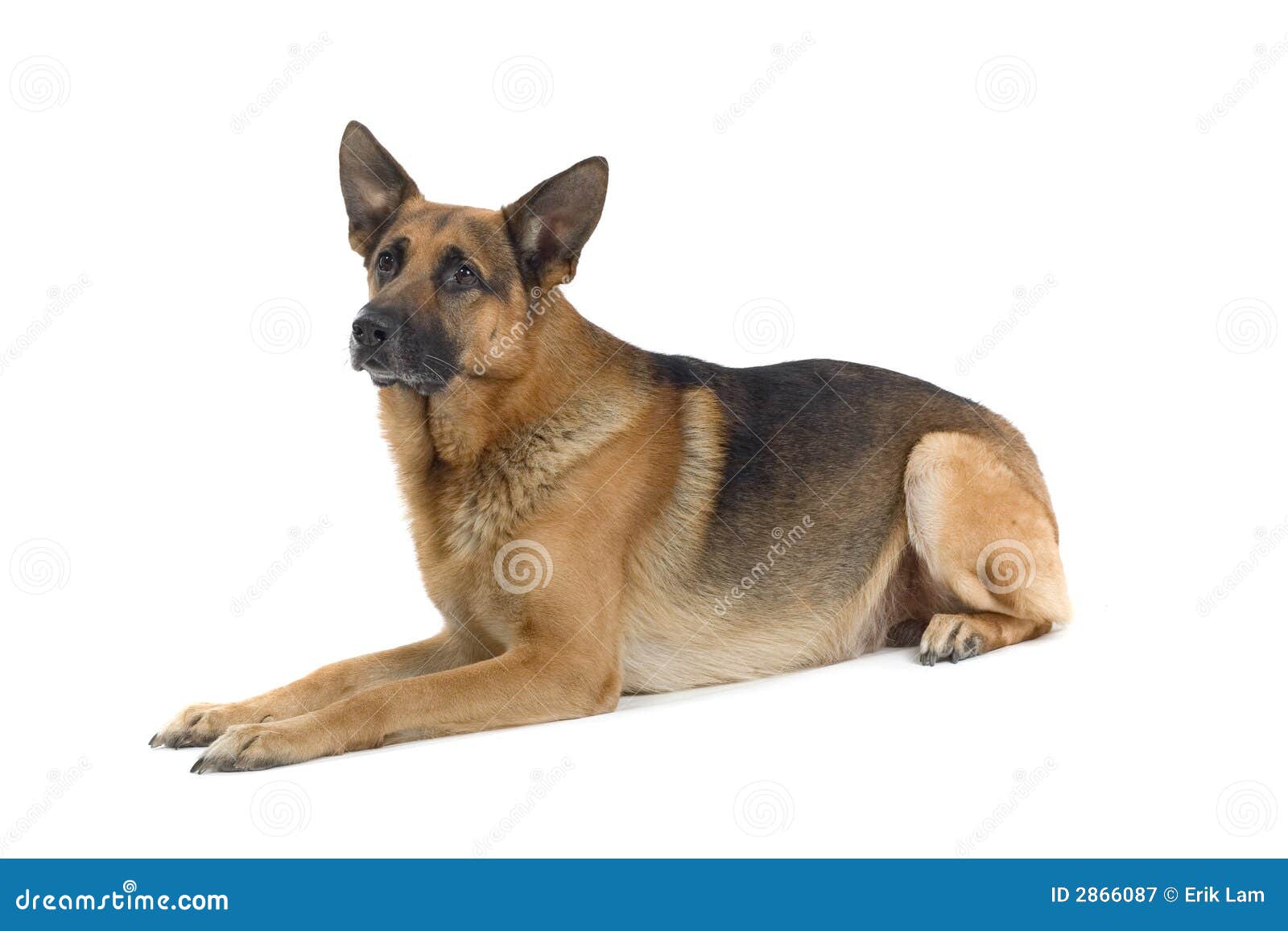 Sitting dog stock image. Image of paws, sitting, cute 2866087