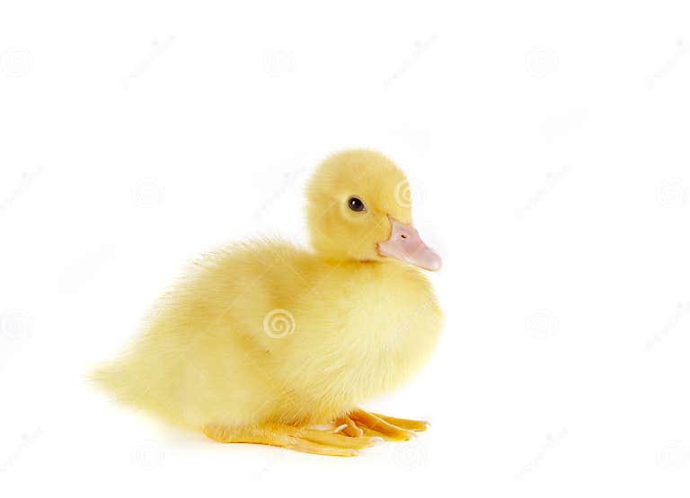 Sitting duck stock image. Image of geese, easter, duvet 4167141