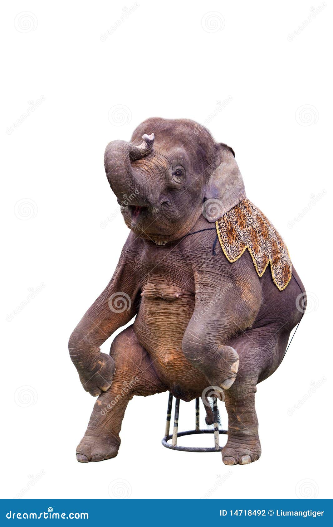 Sitting Elephant Stock Photography Image 14718492