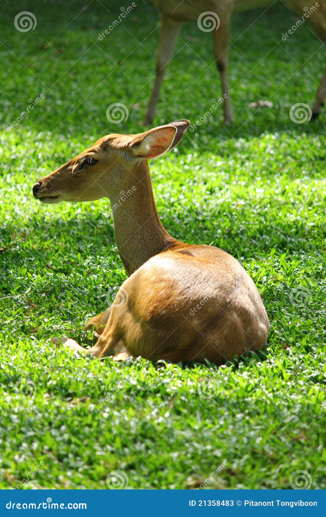 Sitting Female Deer on the Grass Stock Image Image of wildlife