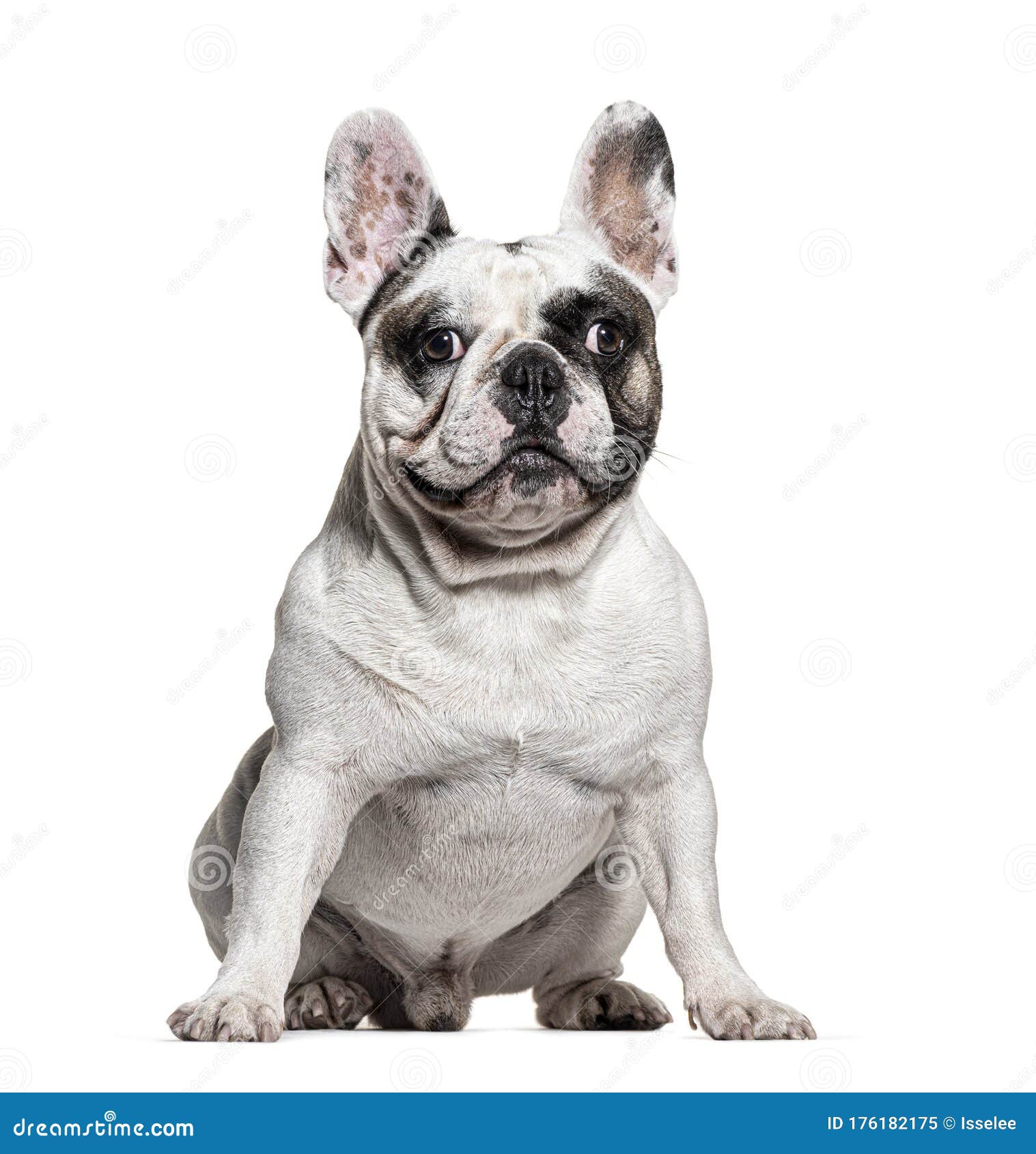 Sitting French bulldog stock image. Image of people - 176182175