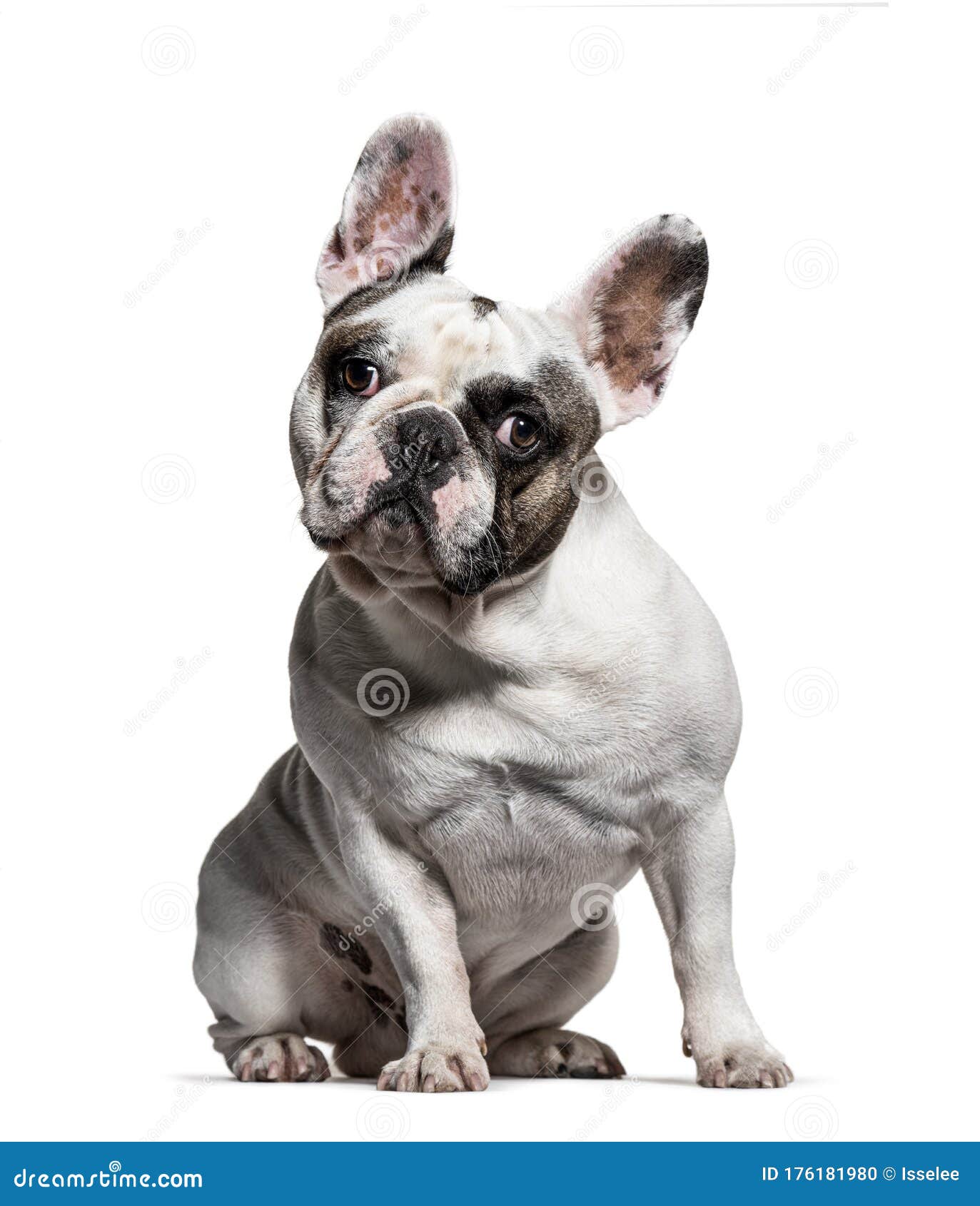 Sitting French Bulldog Looking at the Camera, Isolated Stock Photo ...