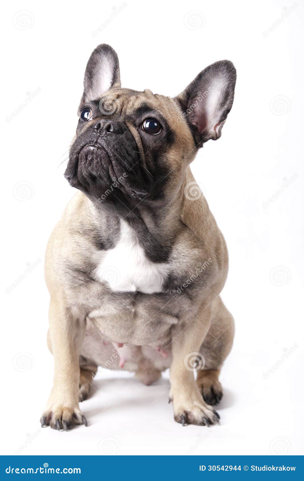 Sitting French bulldog stock photo. Image of wide, domestic - 30542944