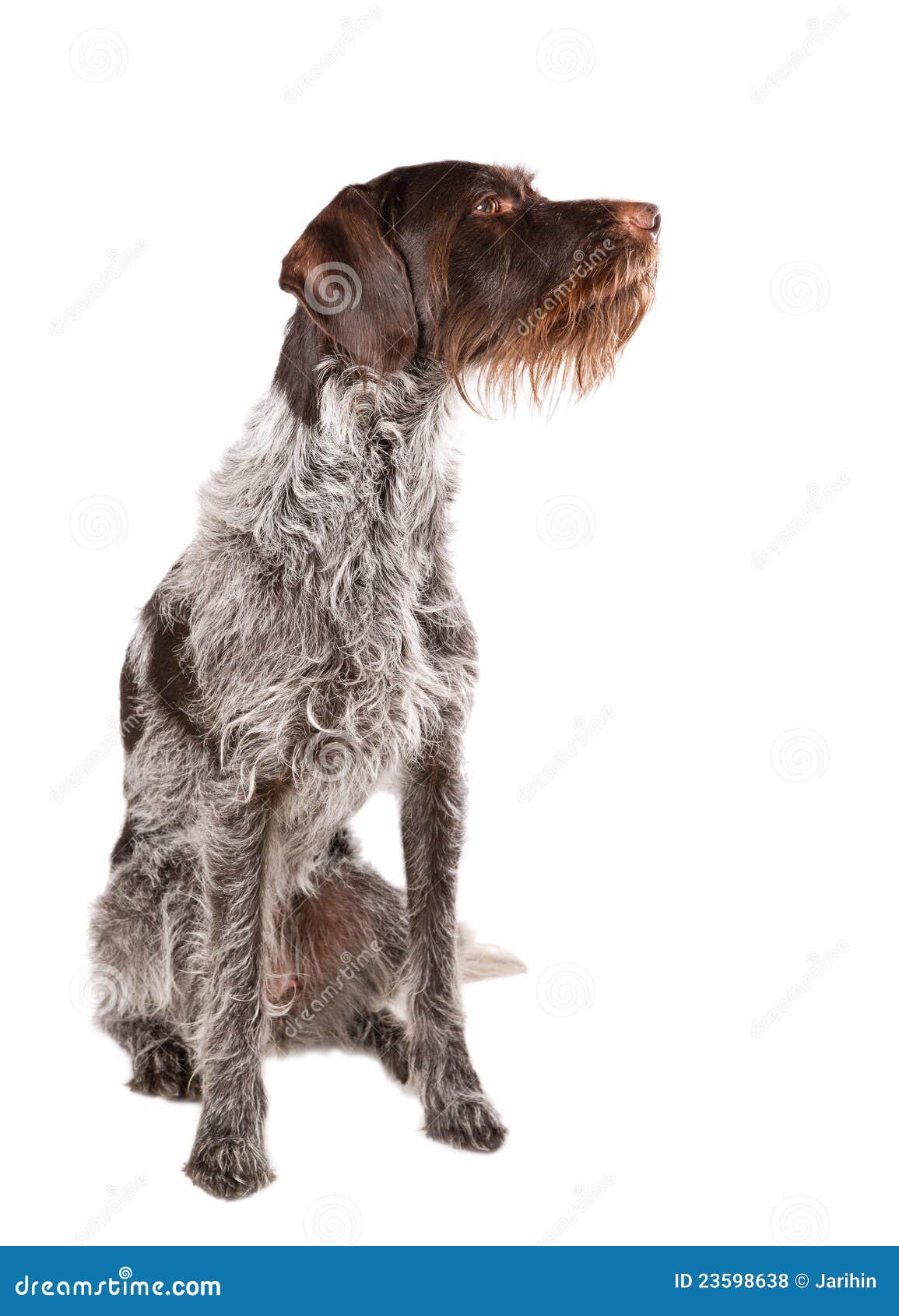 german wire haired terrier