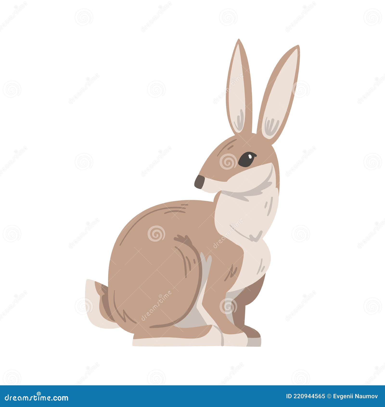 sitting hare or jackrabbit as swift animal with long ears and grayish brown coat  