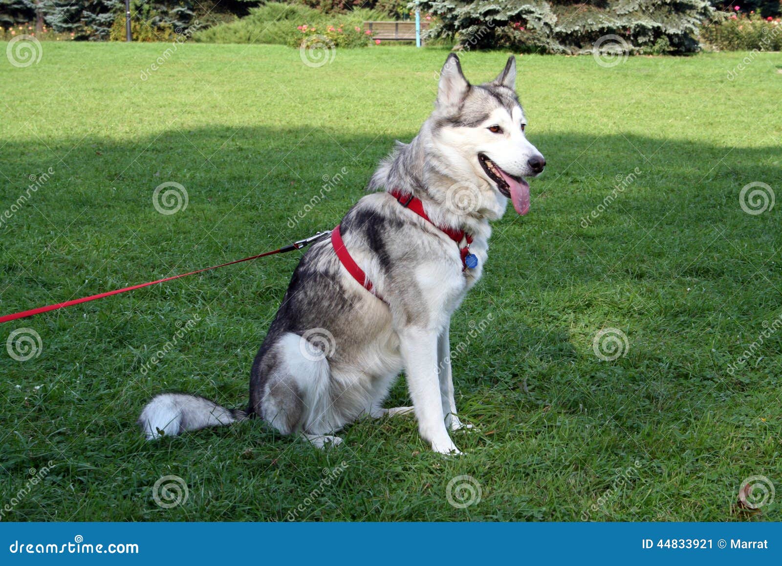 Sitting husky dog stock image. Image of canine, portrait 44833921