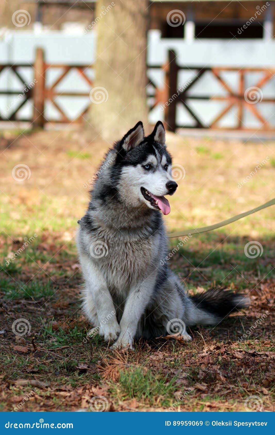 Sitting husky dog stock image. Image of mammal, closeup 89959069