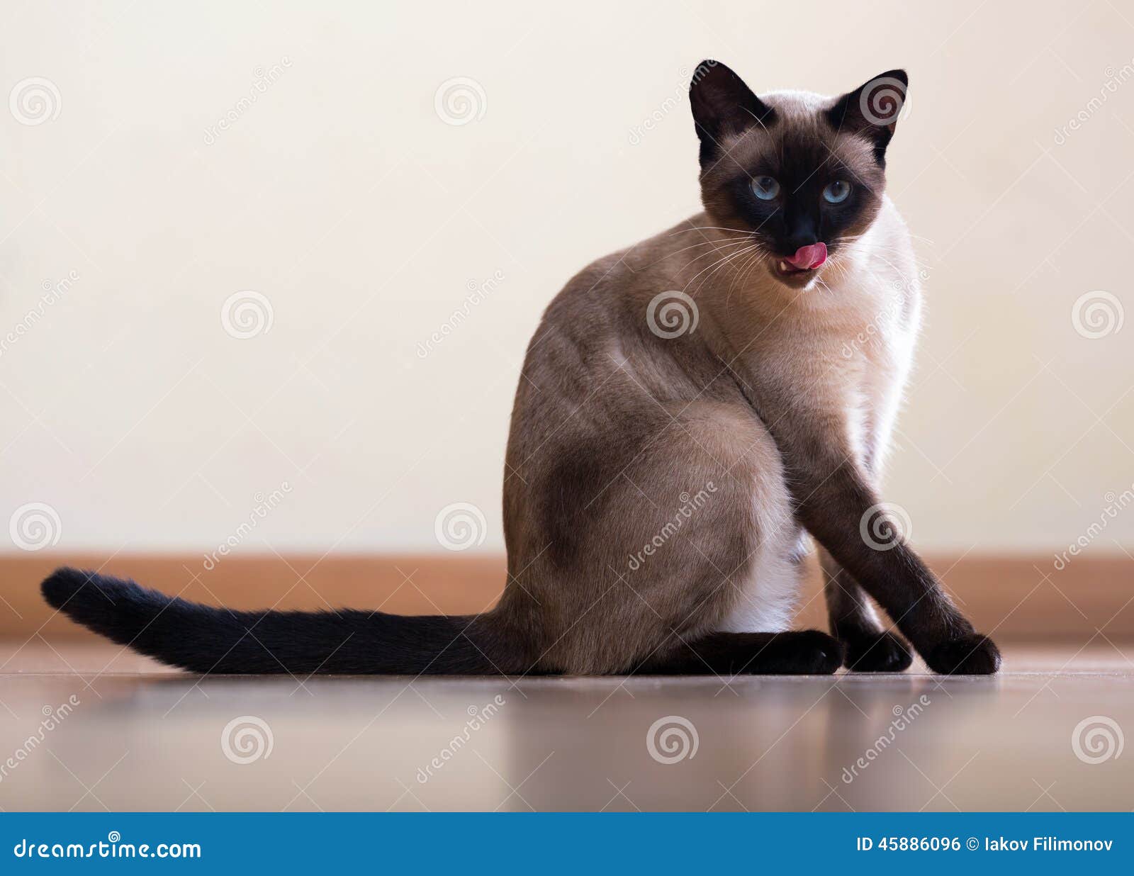 Sitting and Licking Siamese Cat Stock Photo Image of purebred, body