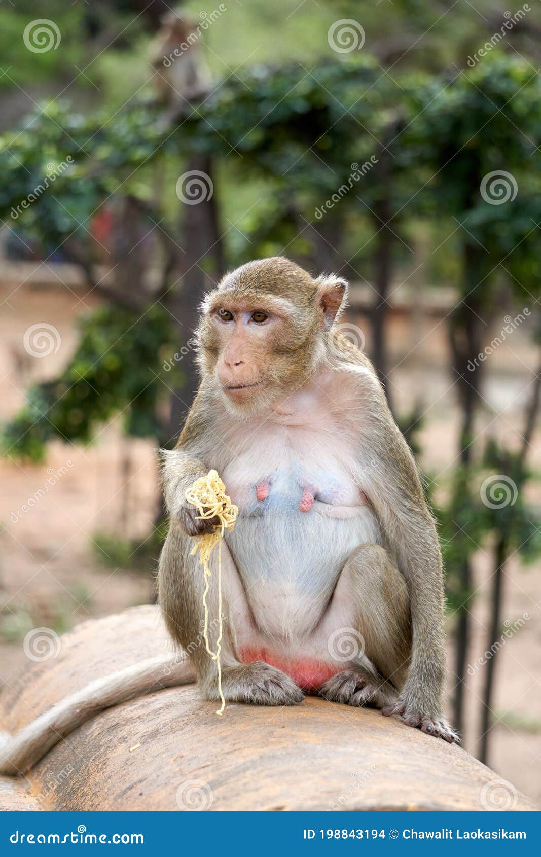 Monkey Noodles Stock Photos - Free & Royalty-Free Stock Photos from  Dreamstime