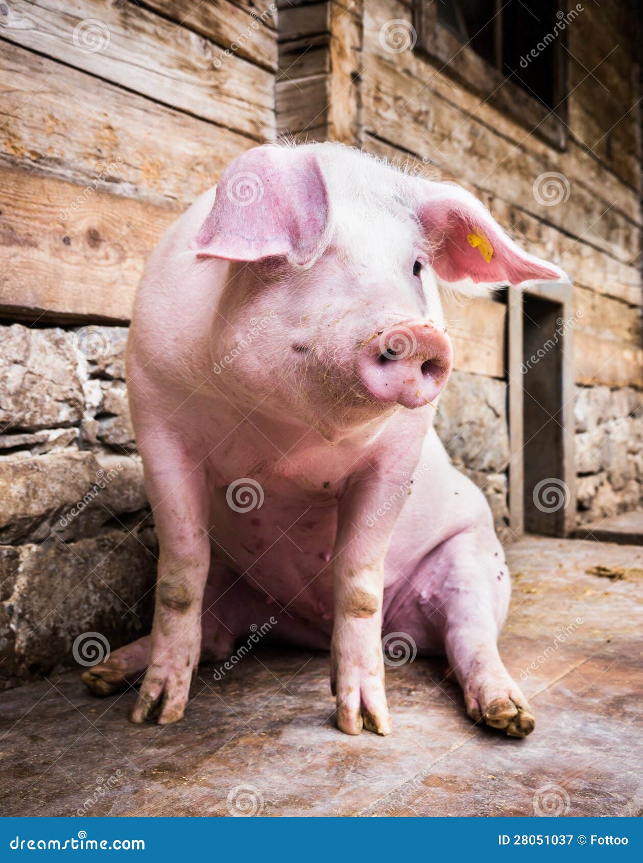 Sitting pig stock image. Image of portrait, pets, cute