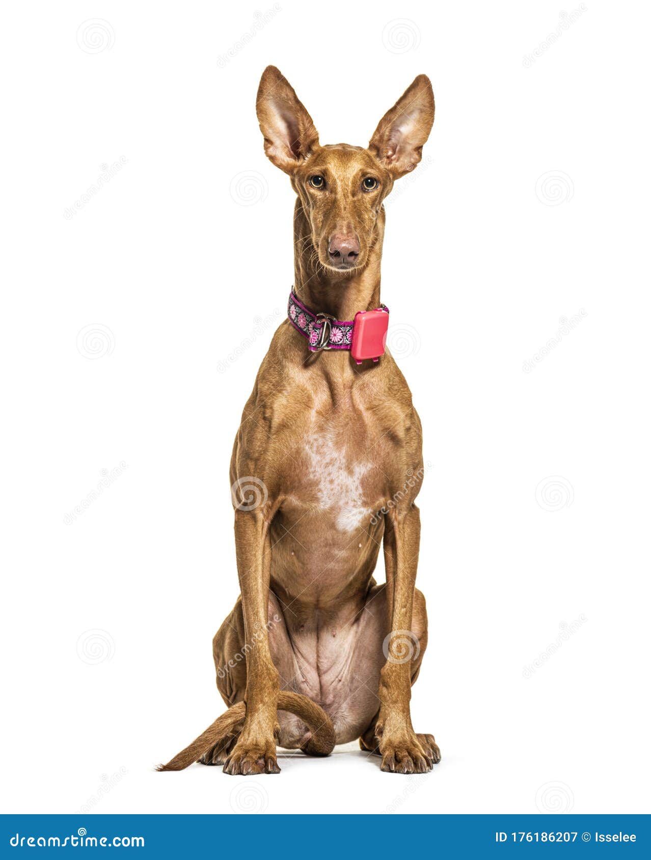 sitting podenco wearing a collar, 