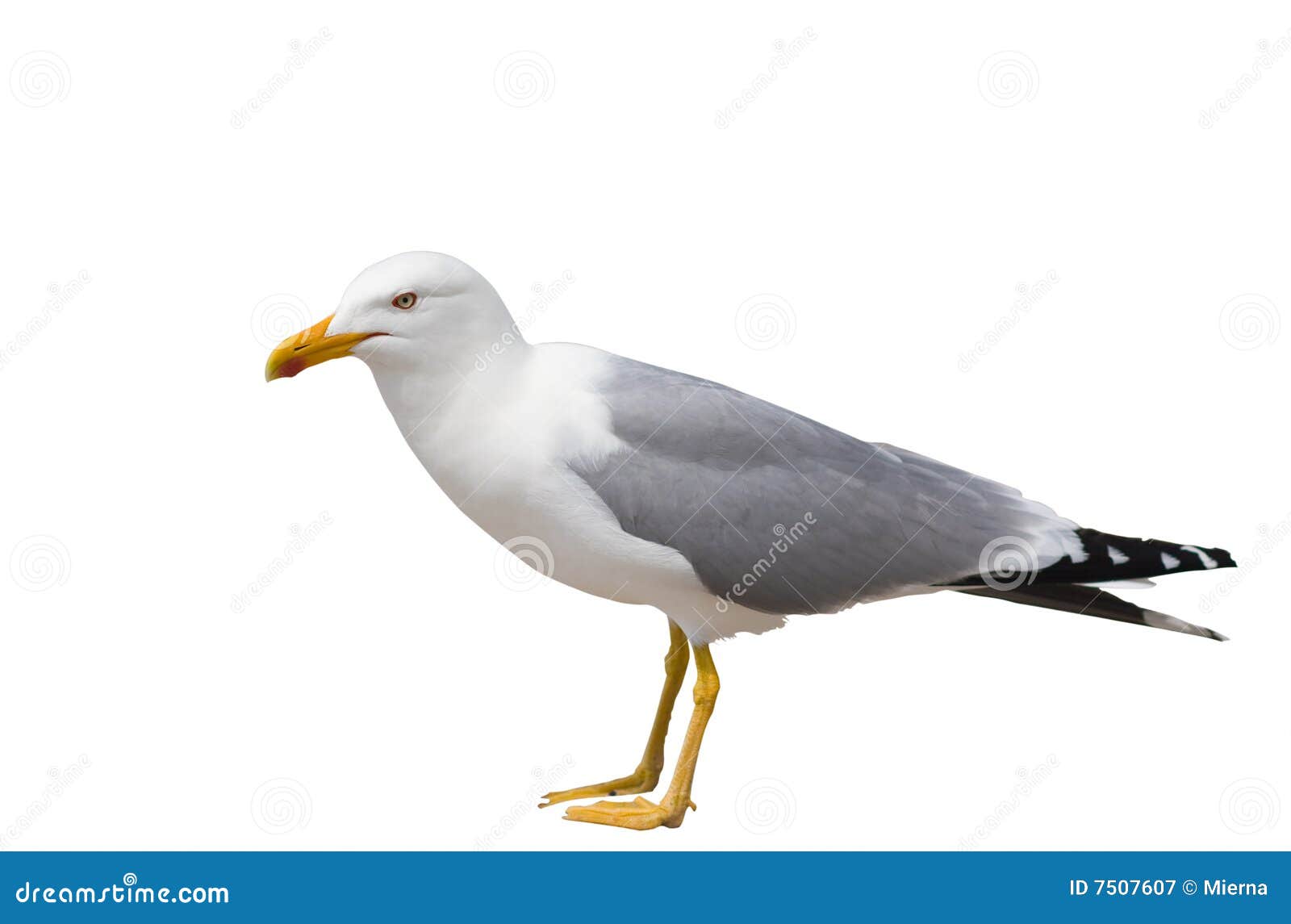 sitting seagull  over white