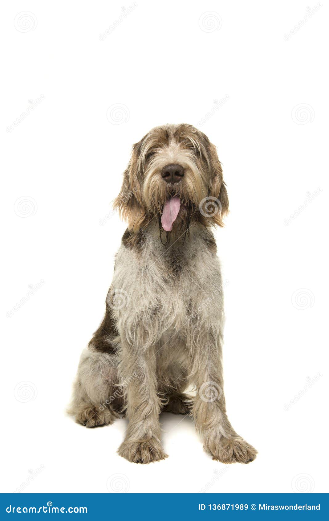 sitting spinone italiano dog seen from the front looking at the camera with its tongue sticking out on a white background