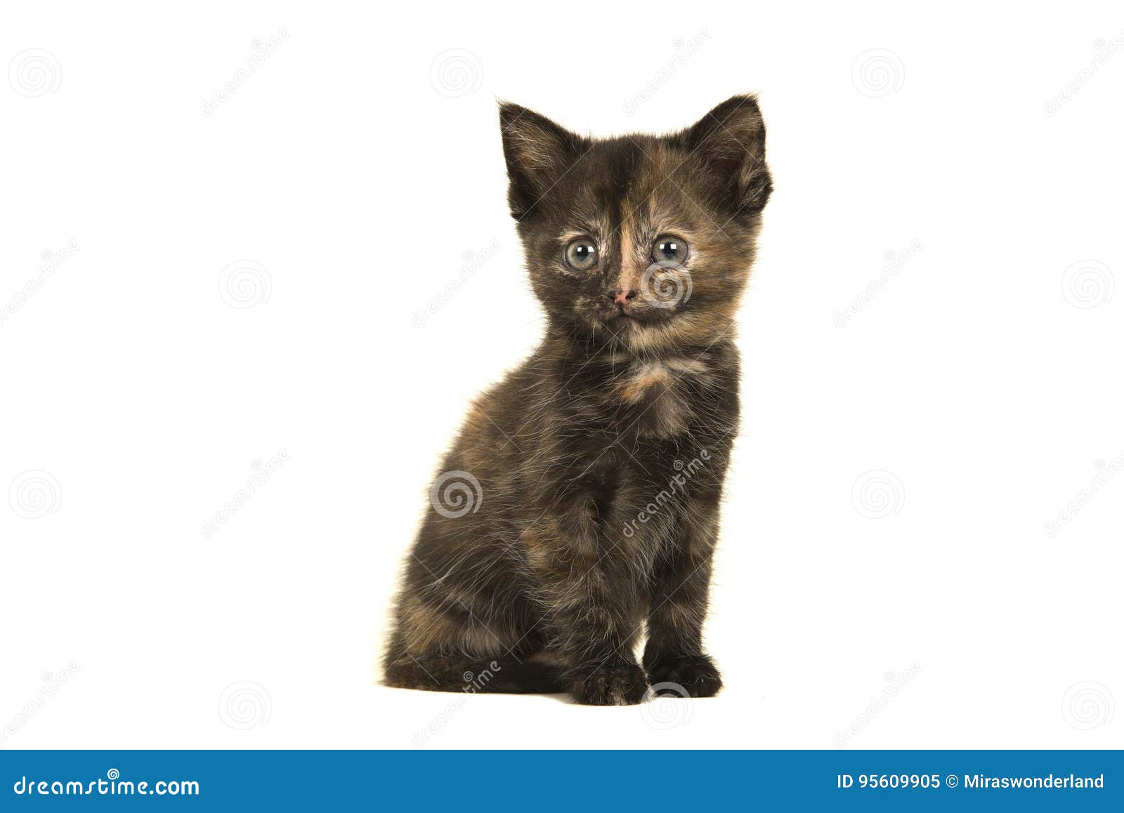 sitting tortoiseshell baby cat glancing away on a white background