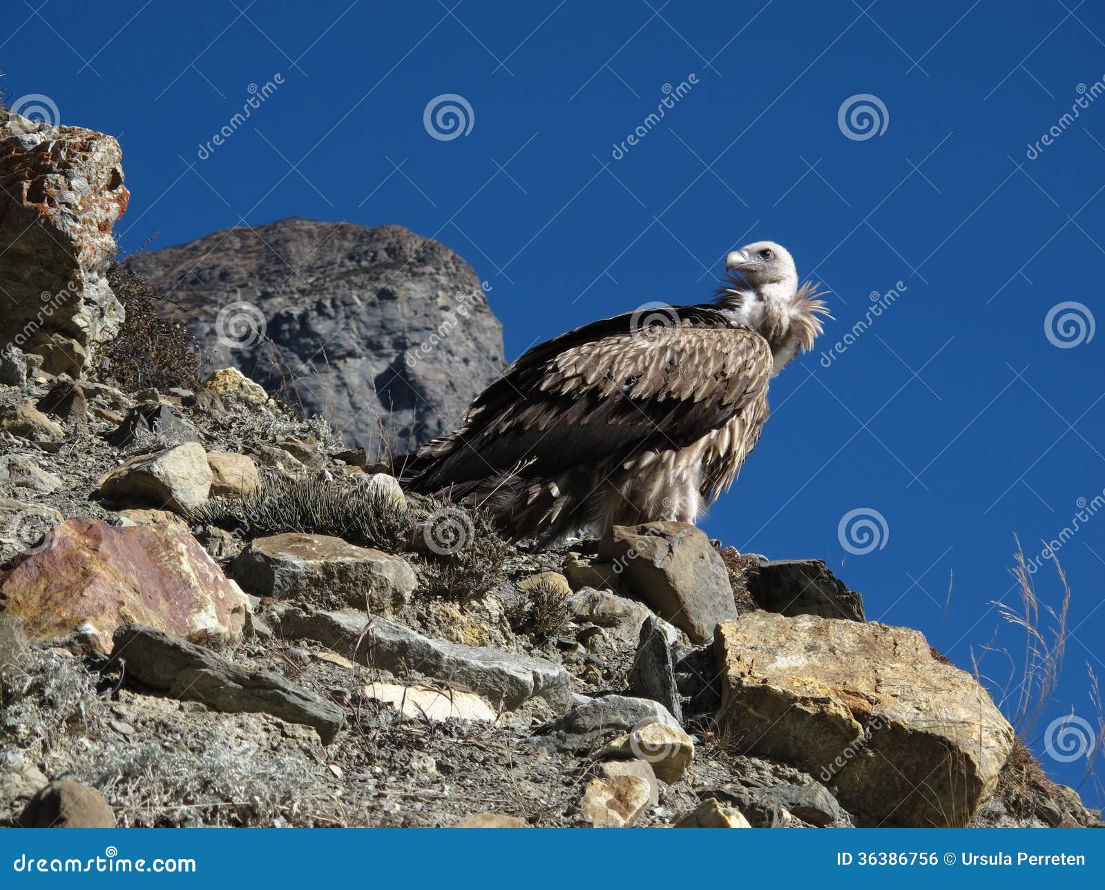 sitting white-rumped vulture