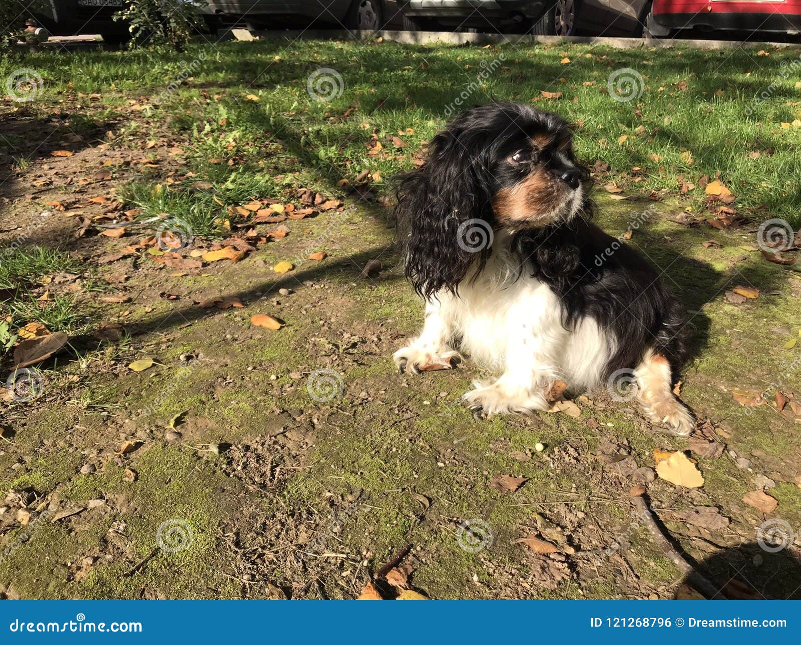 Sitzender Hund stockfoto. Bild von sitzung, hund, tier - 121268796