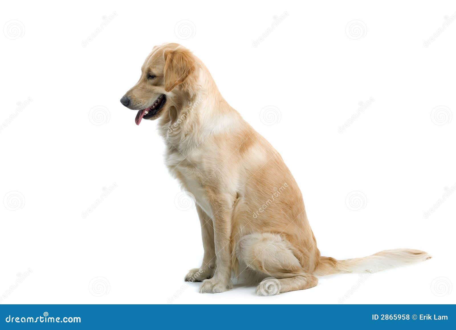 Sitzender Hund stockfoto. Bild von sitzt, lächeln, tier - 2865958