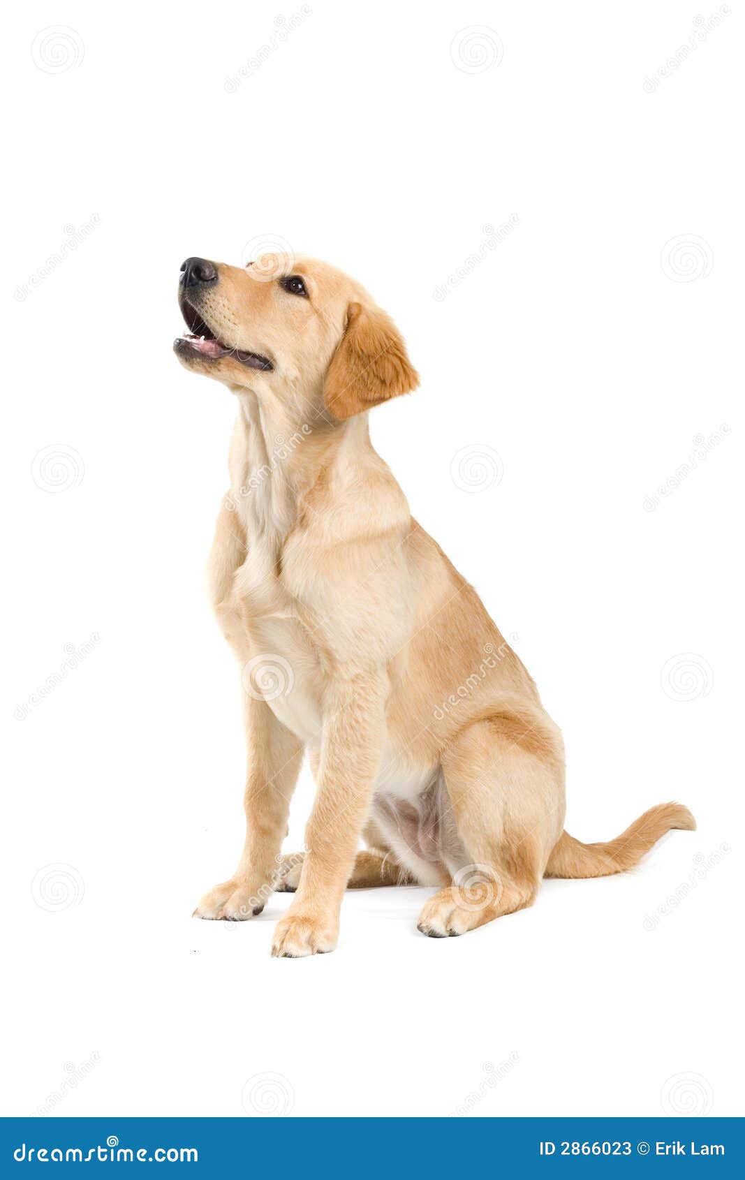 Sitzender Hund stockbild. Bild von sitting, nett, adorable - 2866023