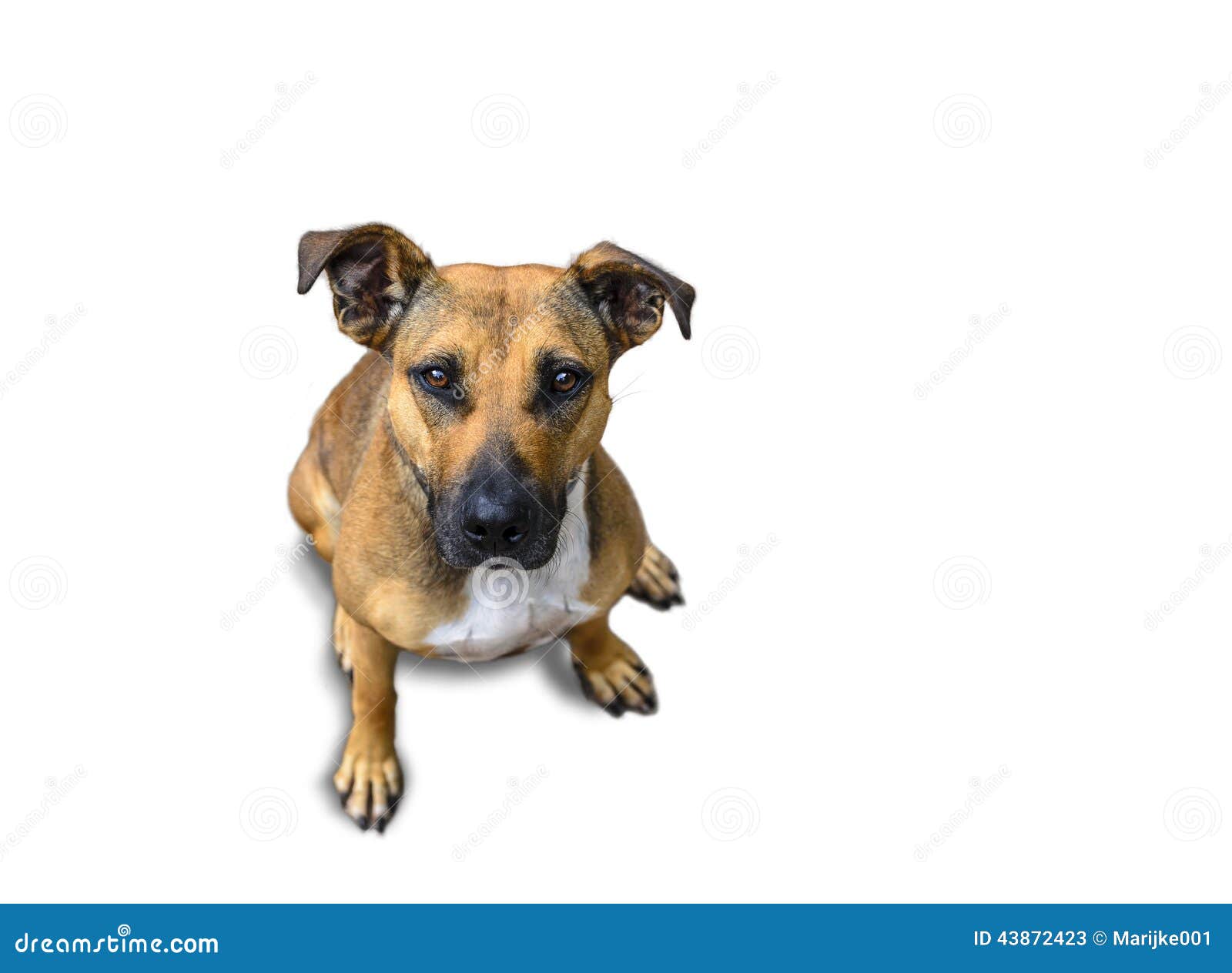Sitzender Hund Auf Weißem Hintergrund Stockfoto Bild 43872423