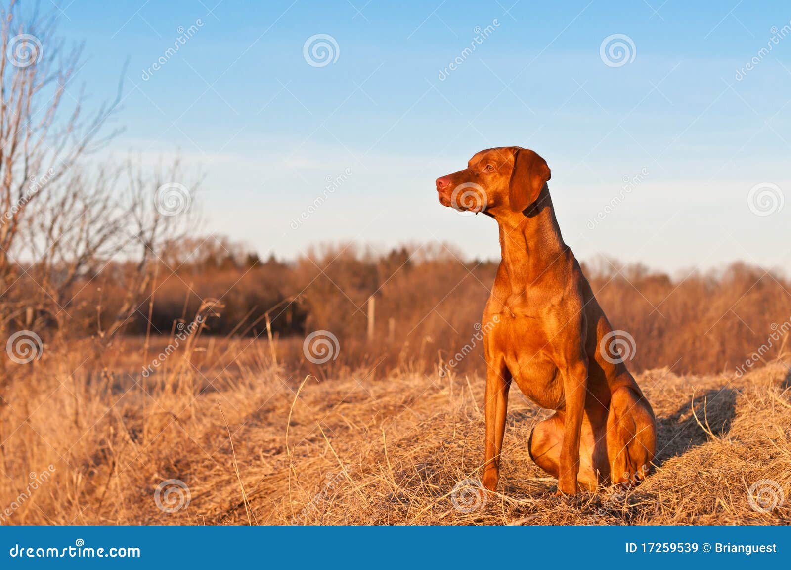 Sitzender Vizsla Hund Im Früjahr Lizenzfreie Stockbilder Bild 17259539